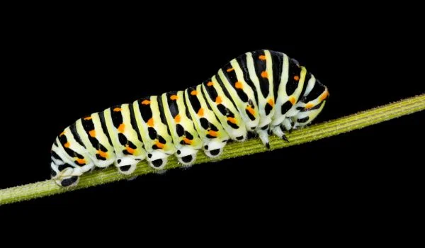 SHORT STORYSmall Creaturesby Erin ParkerWriter of the Month