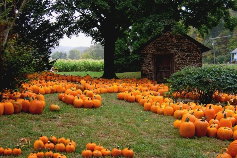 You do NOT want to know what's happening in that shed. 