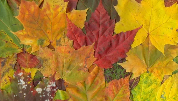 POETRYCollidedby Amy Galloway