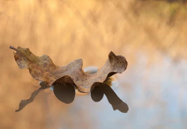 POETRYAntithesisby Antonia Wolf