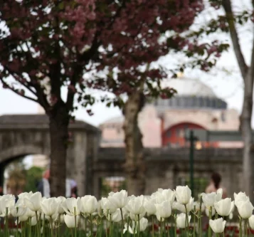 POETRYAlzheimer's and TulipsTriin Paja