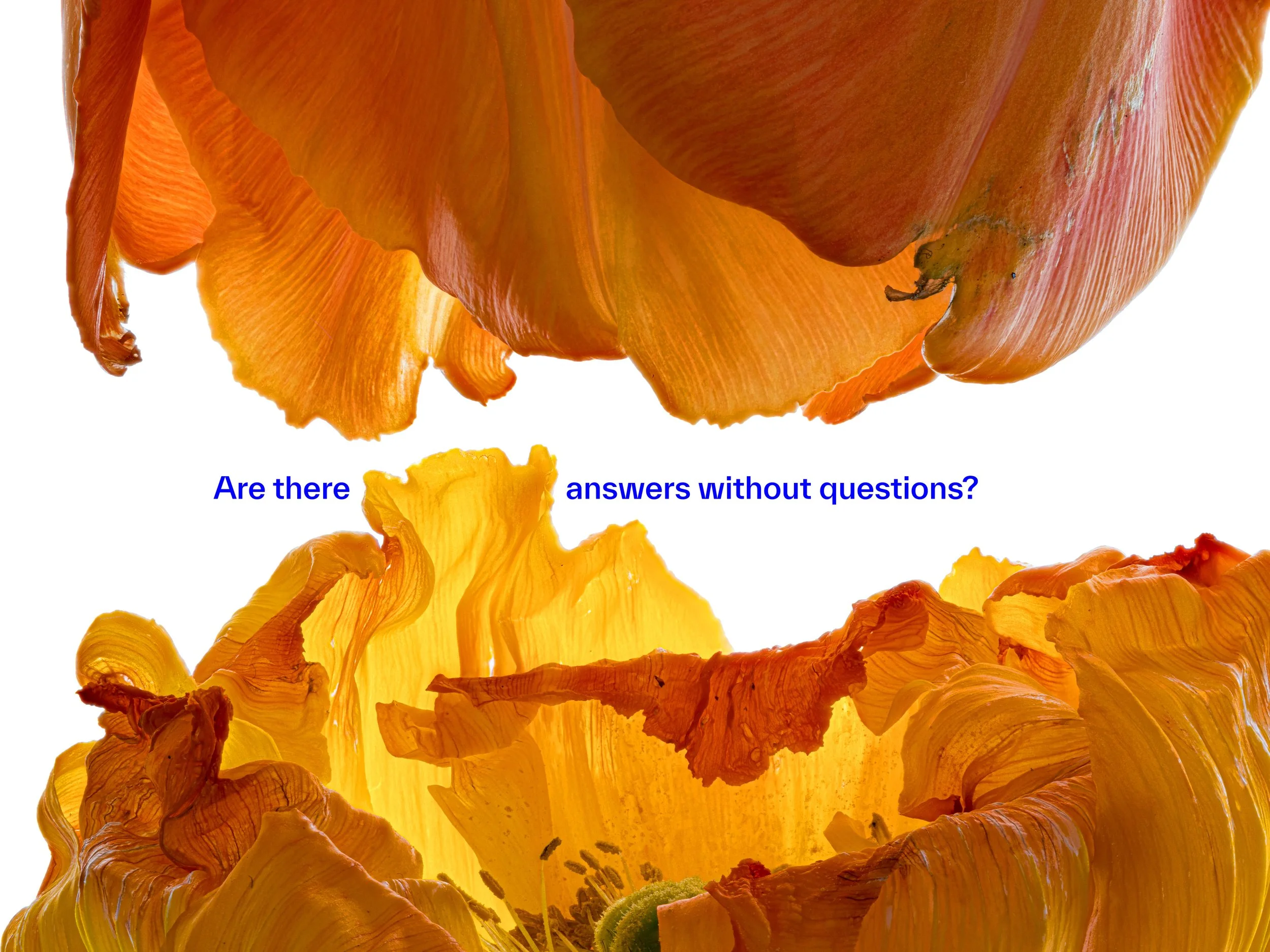 QandA13.jpg