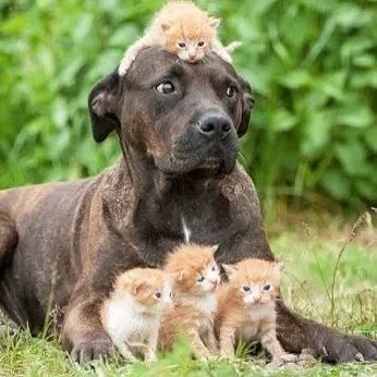 Puppittens