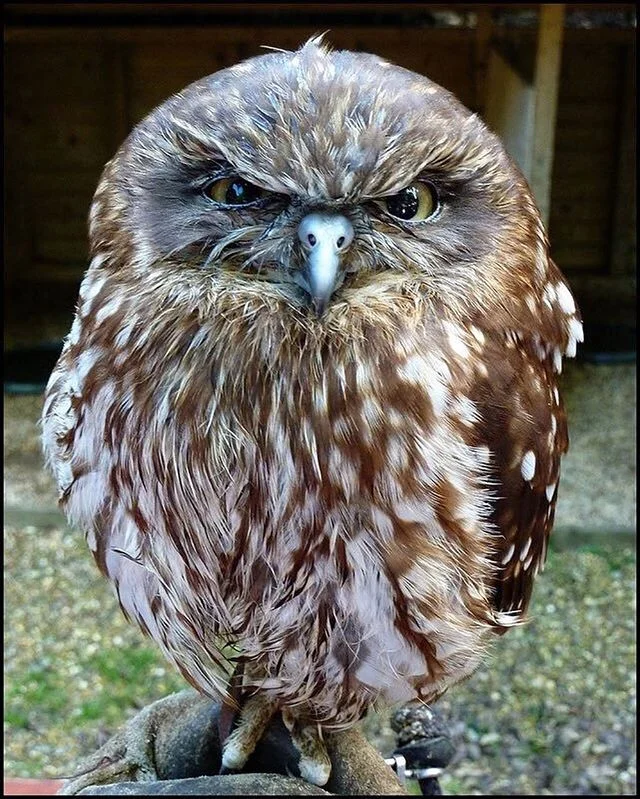Owl K