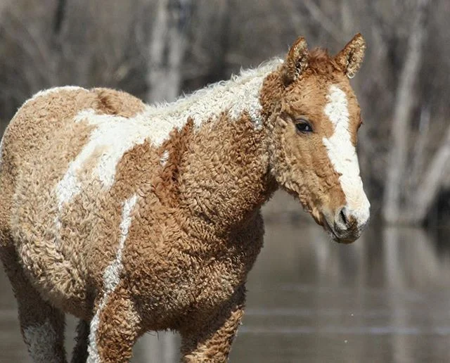 Curly horses, yes they exist