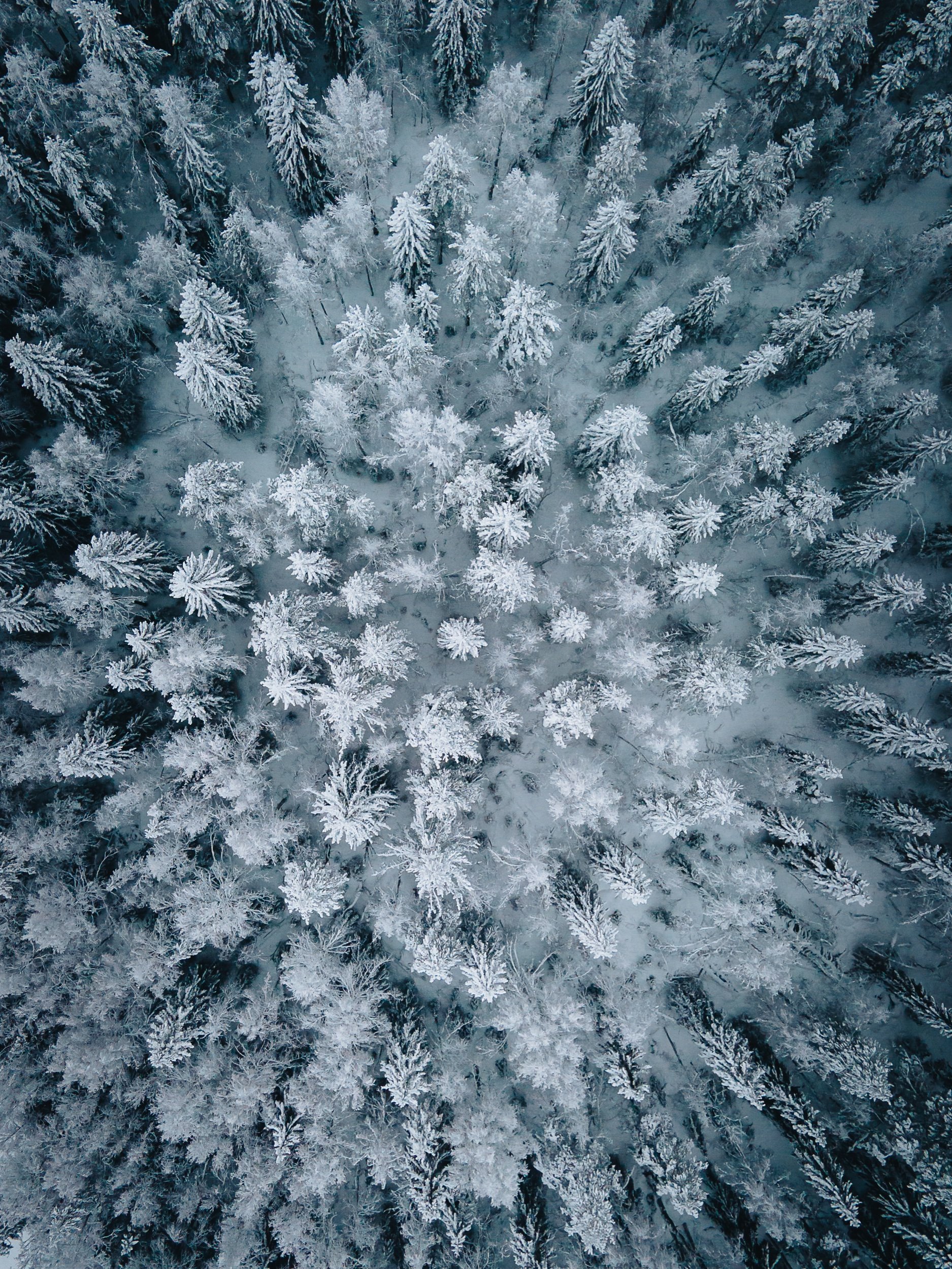 Lapland-38.jpeg