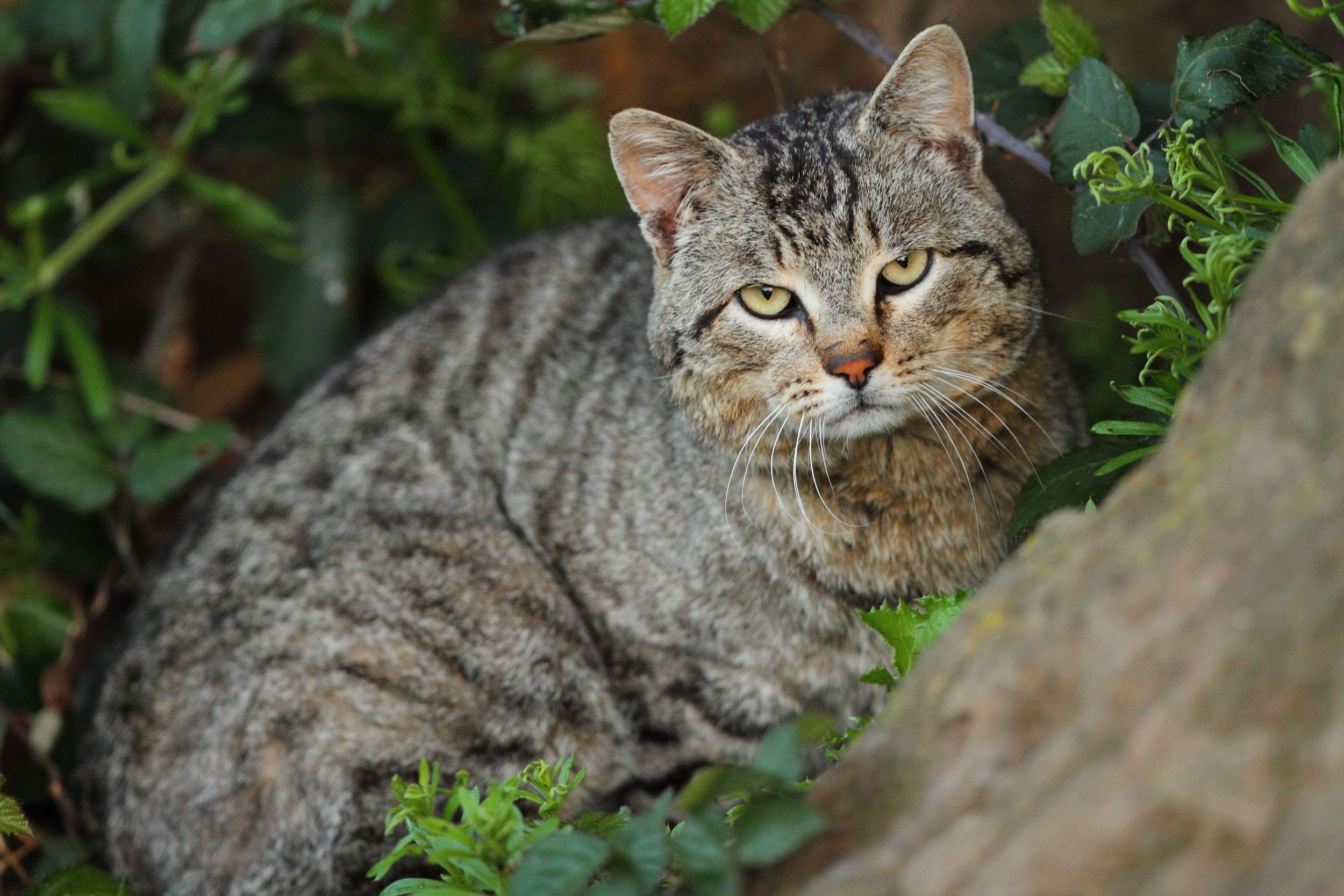 Gatto randagio a tratti selvatici. 