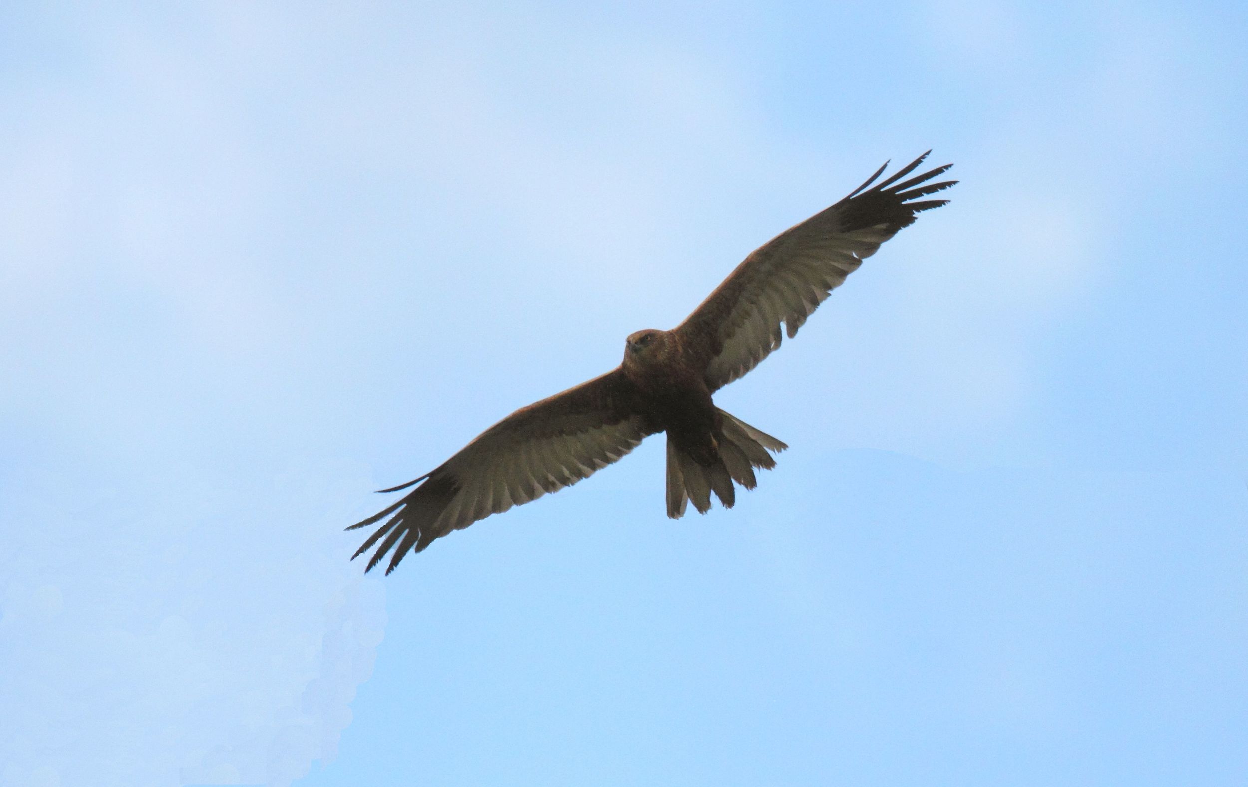 Falco di palude in passagio migratorio nella valle di Trigoria