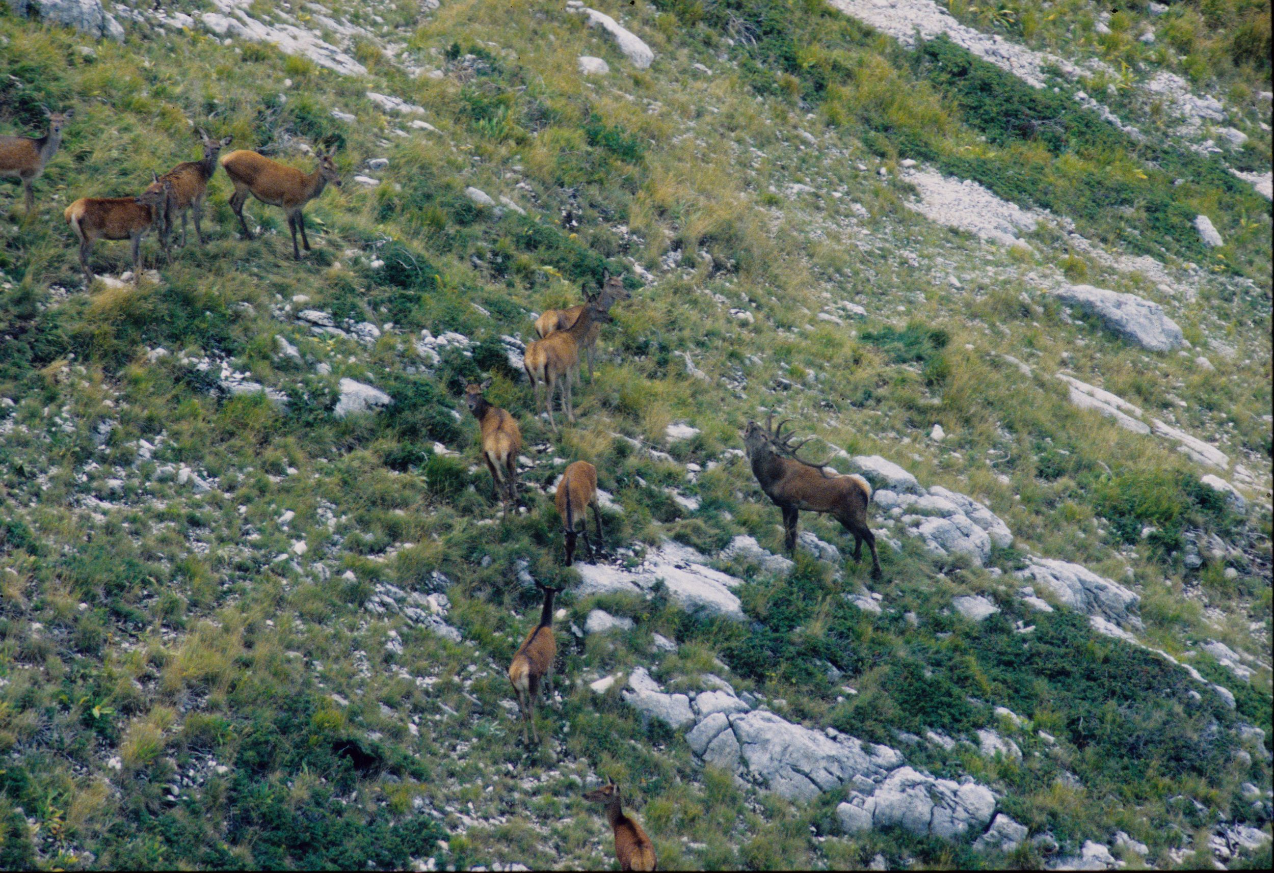 Bramito del cervo sull Monte Marsicano 