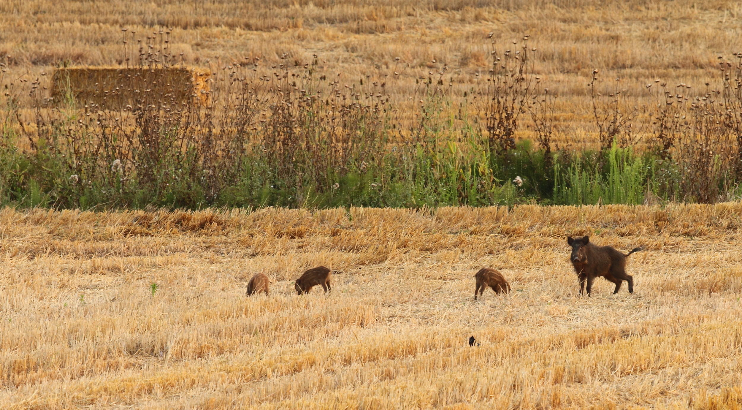 Cinghiali sui i campi di grano di val Trigoria dopo la racolta 
