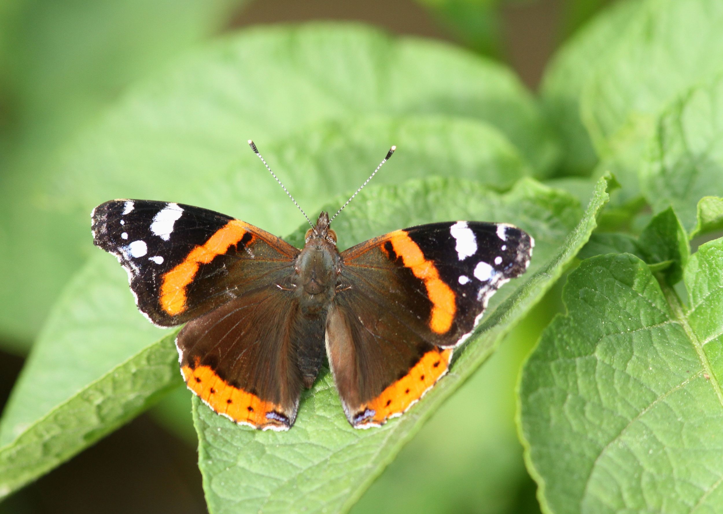 Vanessa atalanta