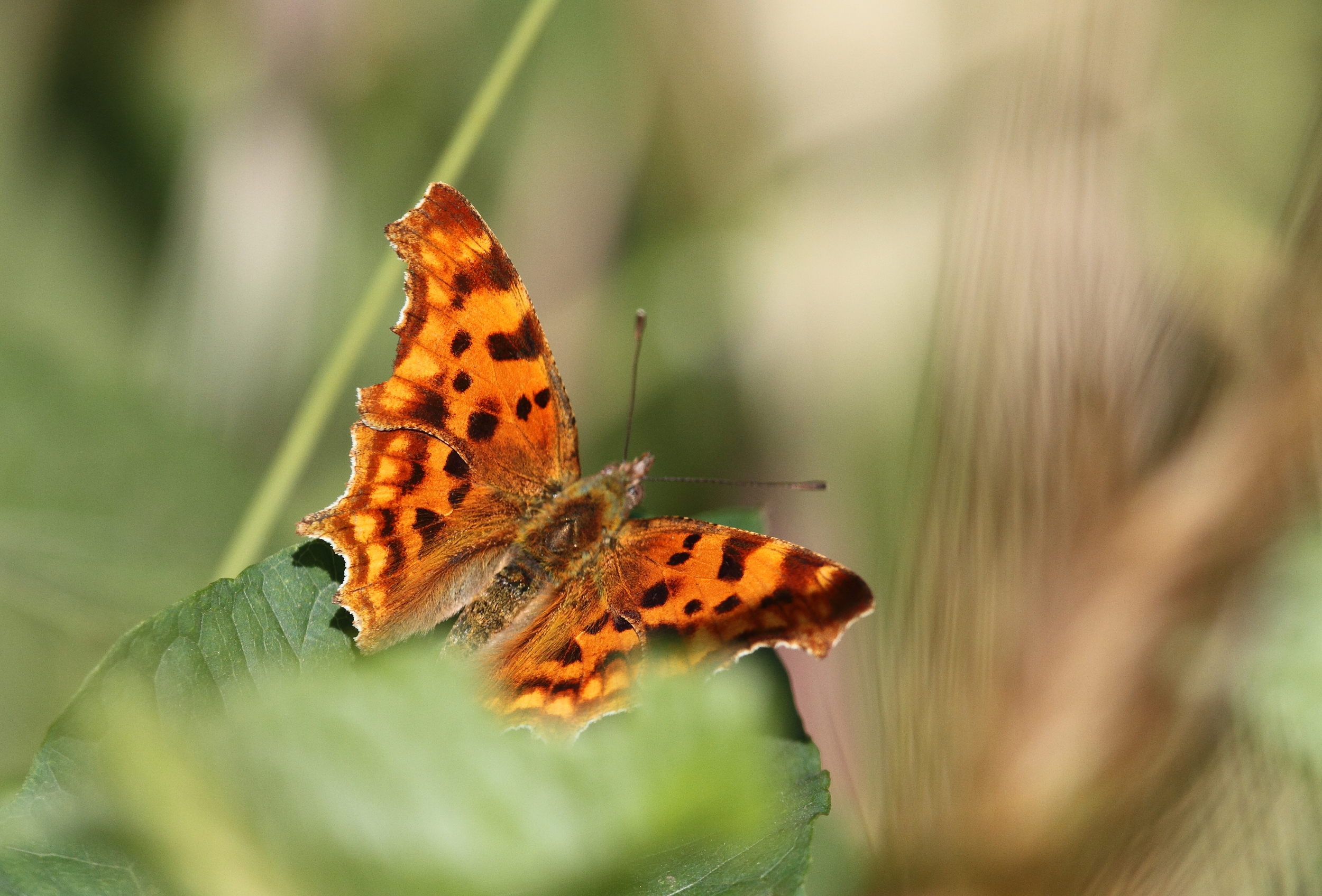 Polygonia calbum