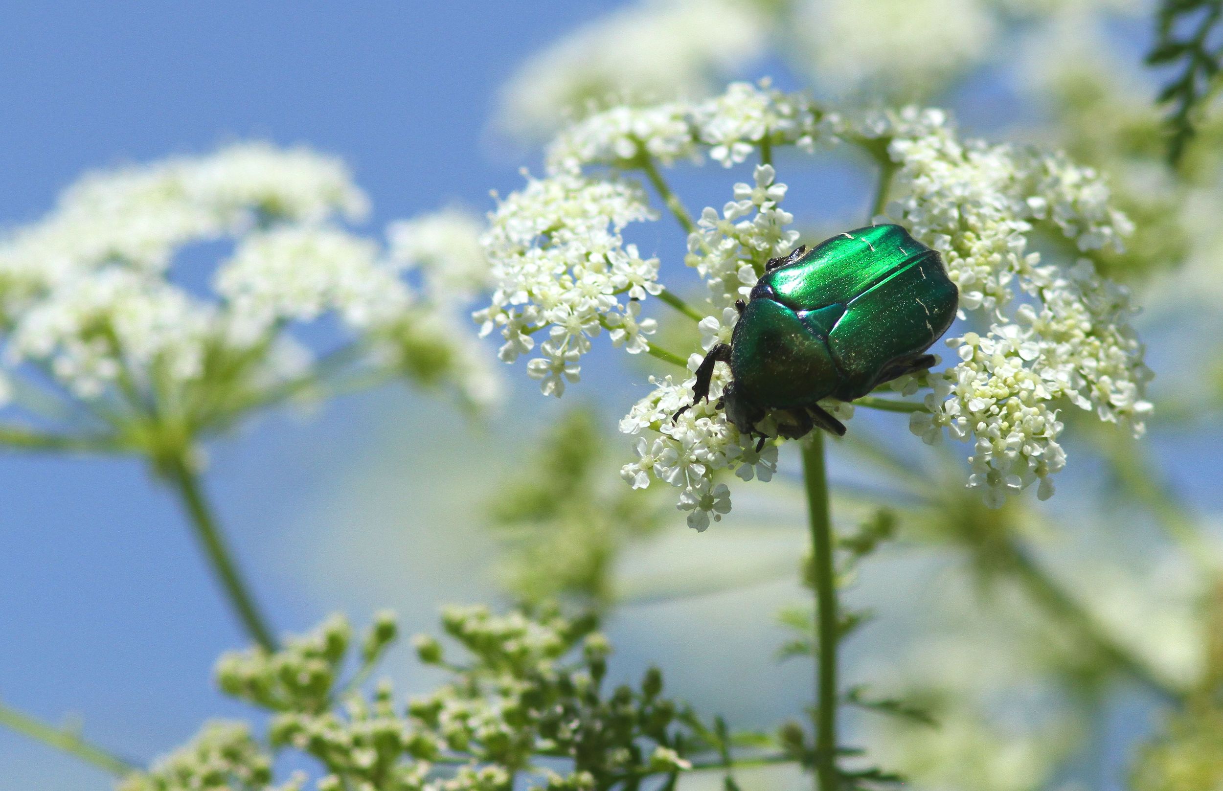 Cetonia aurata