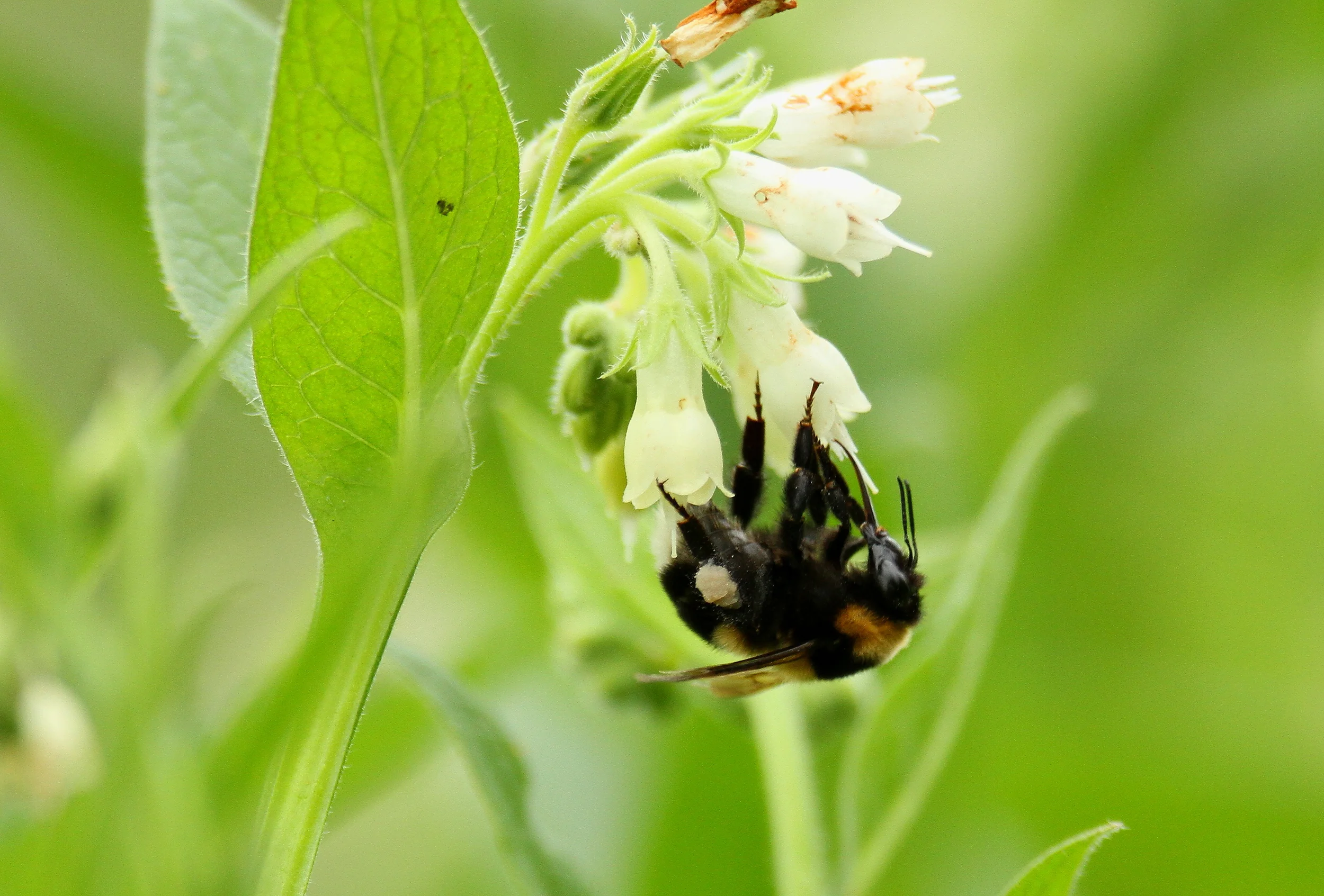 66Valtrigor2012avriltrigoria6 084.JPG