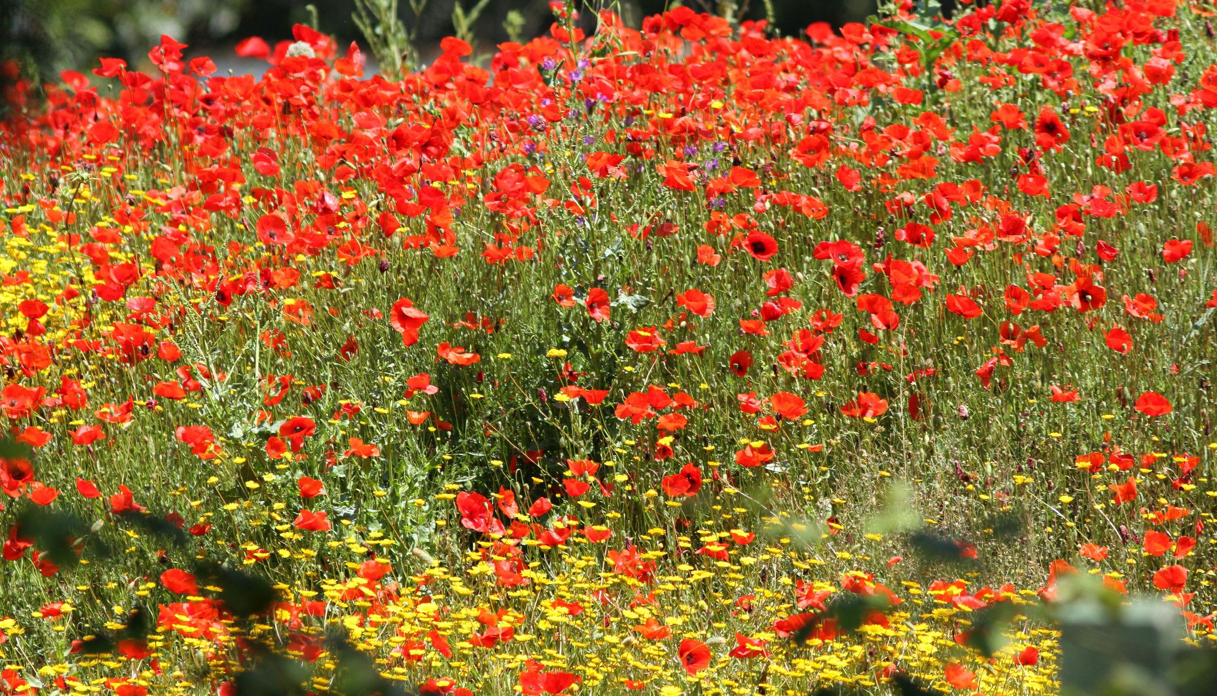 78oquelicots25Mai2012trigor.JPG