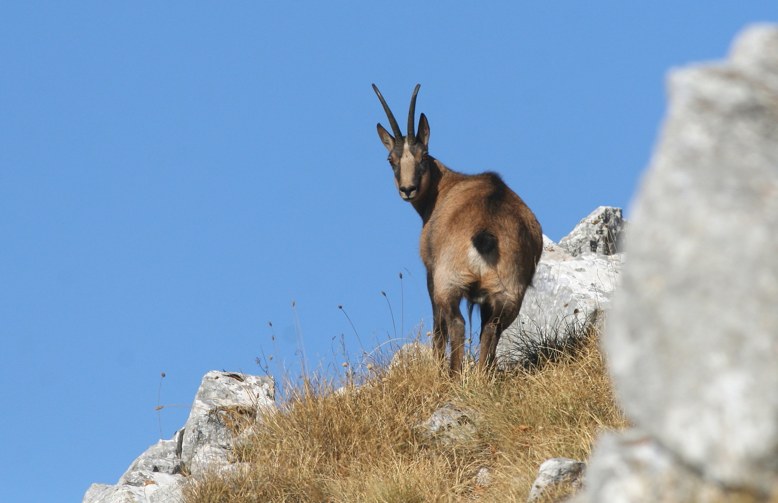 Camoscio d'Abruzzo, maschio solitario sull Monte Miele