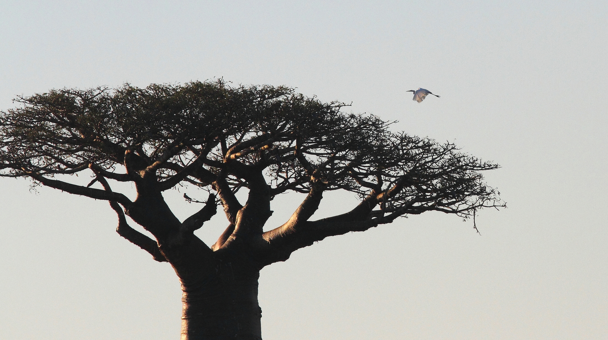 Le Baobab, la Grande aigrette et le Faucon concolor