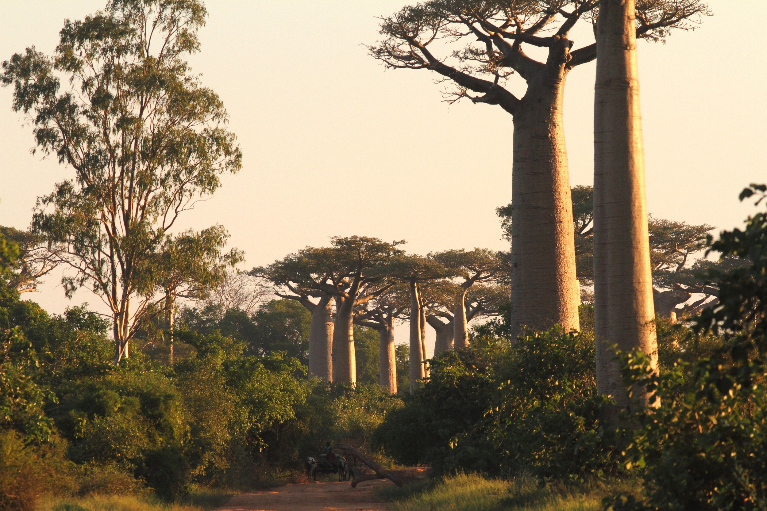 Allee des baobabs