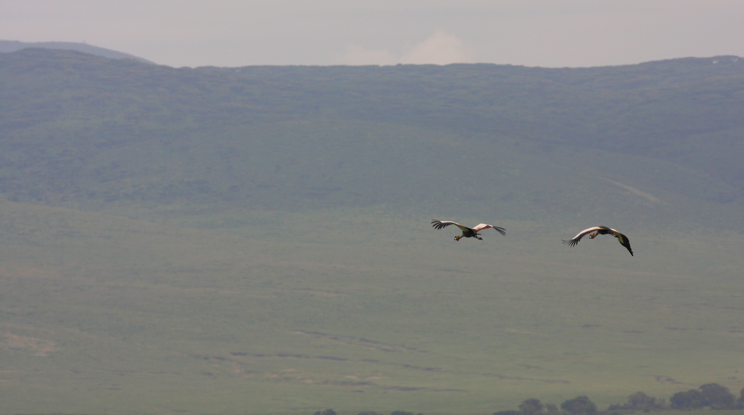 Grues couronnées sur le Ngorongoro