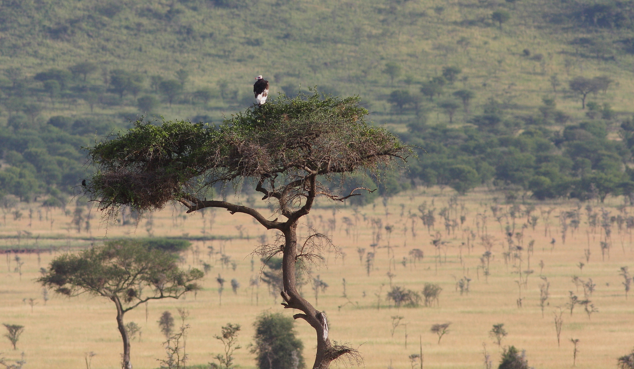  Serengeti, Tanzania 