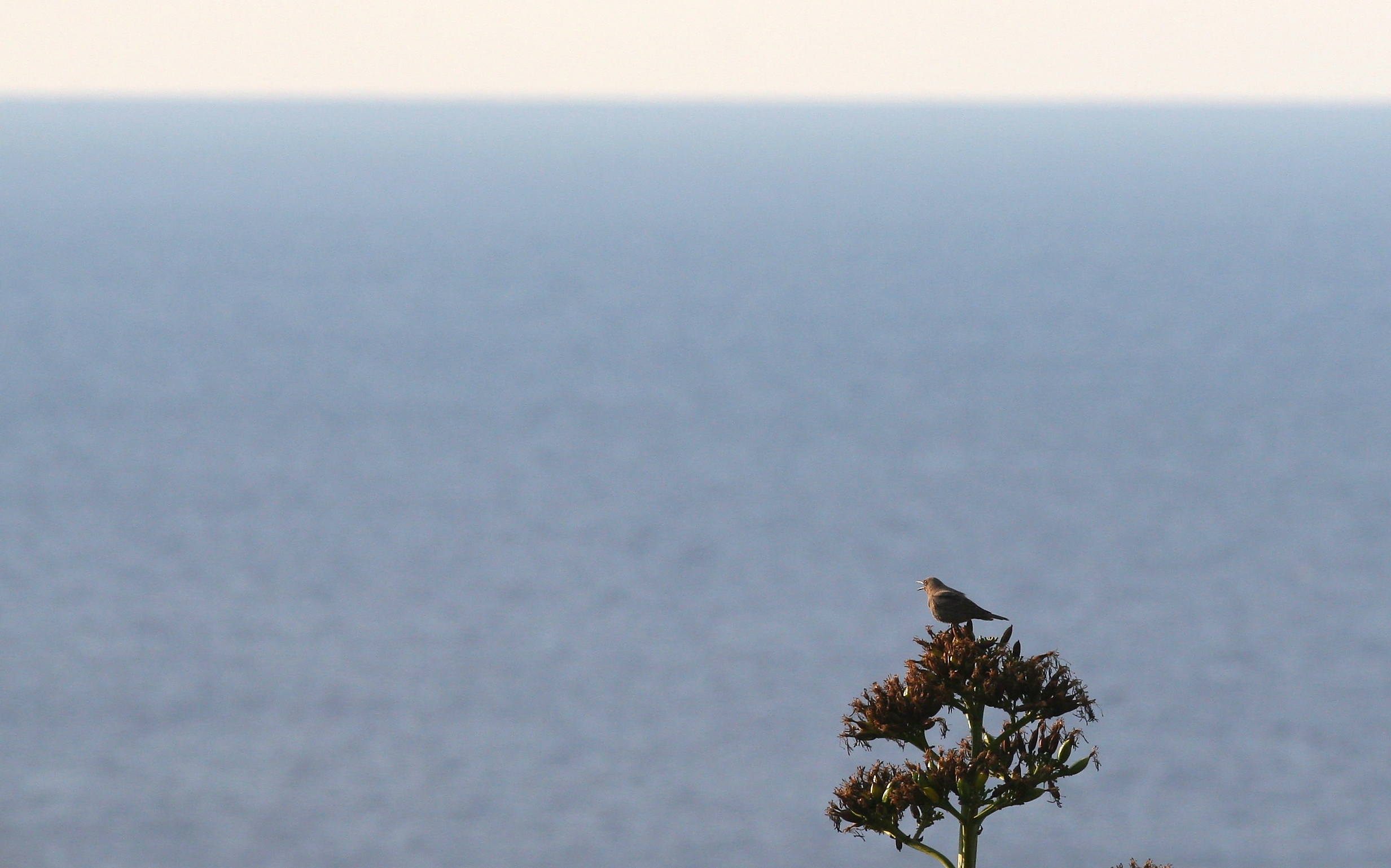 Passero solitario