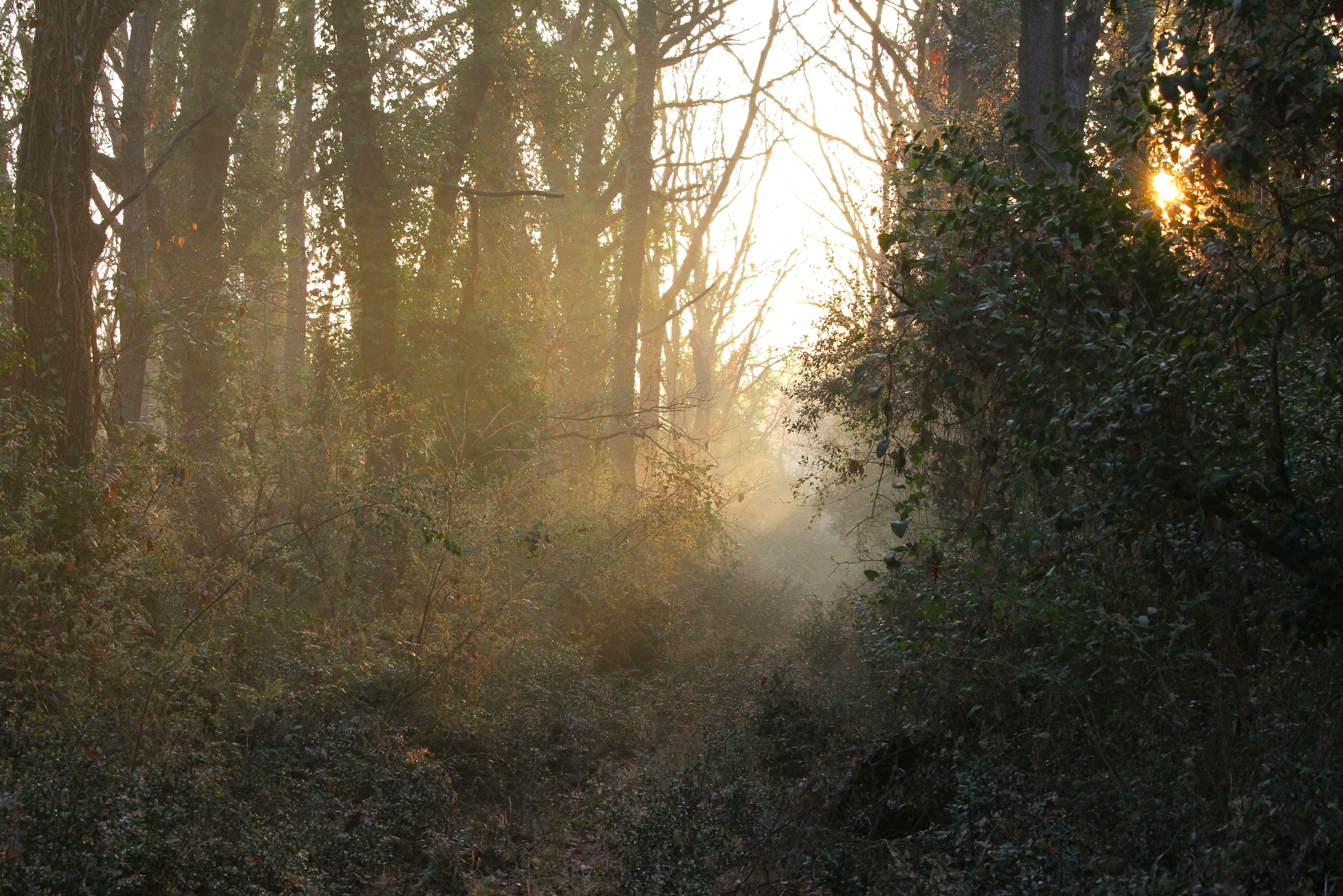 Nella Macchia della Capocotta la primavera sta per arrivare. L'anticho bosco di querce di alto fusto e uno degli ''hotspots'' di biodiversita della Riserva di Decima Malafede.