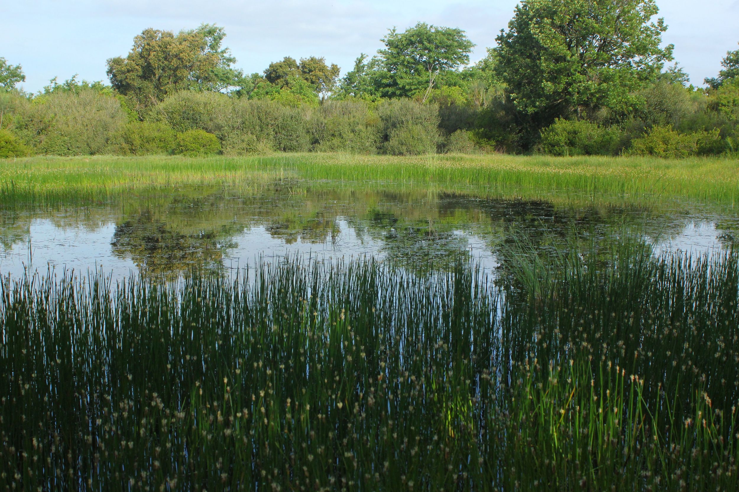 ''Piscina'' nella Macchia Grande in primavera