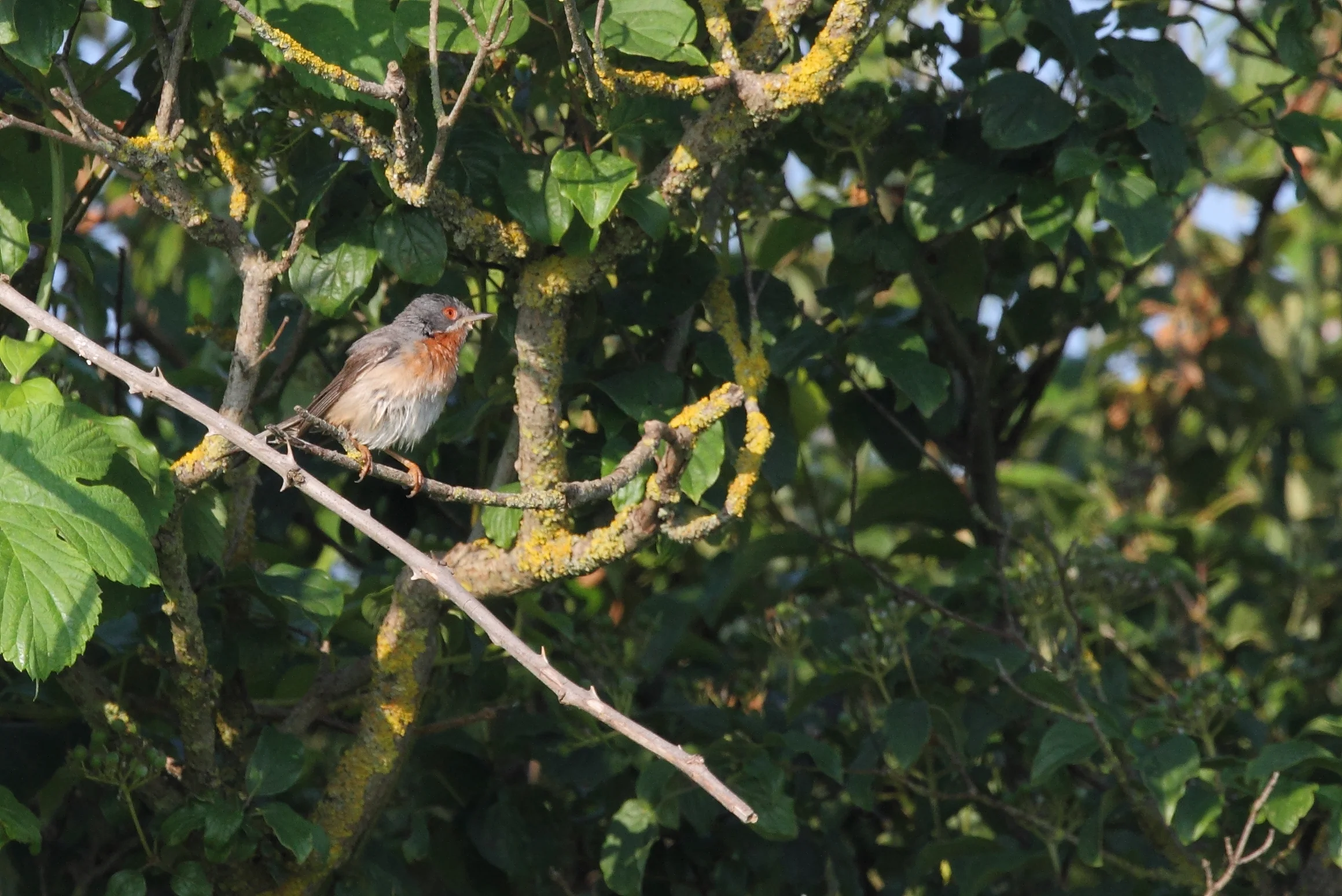 Sterpazzolina sul fosso di Malafede al Risaro 