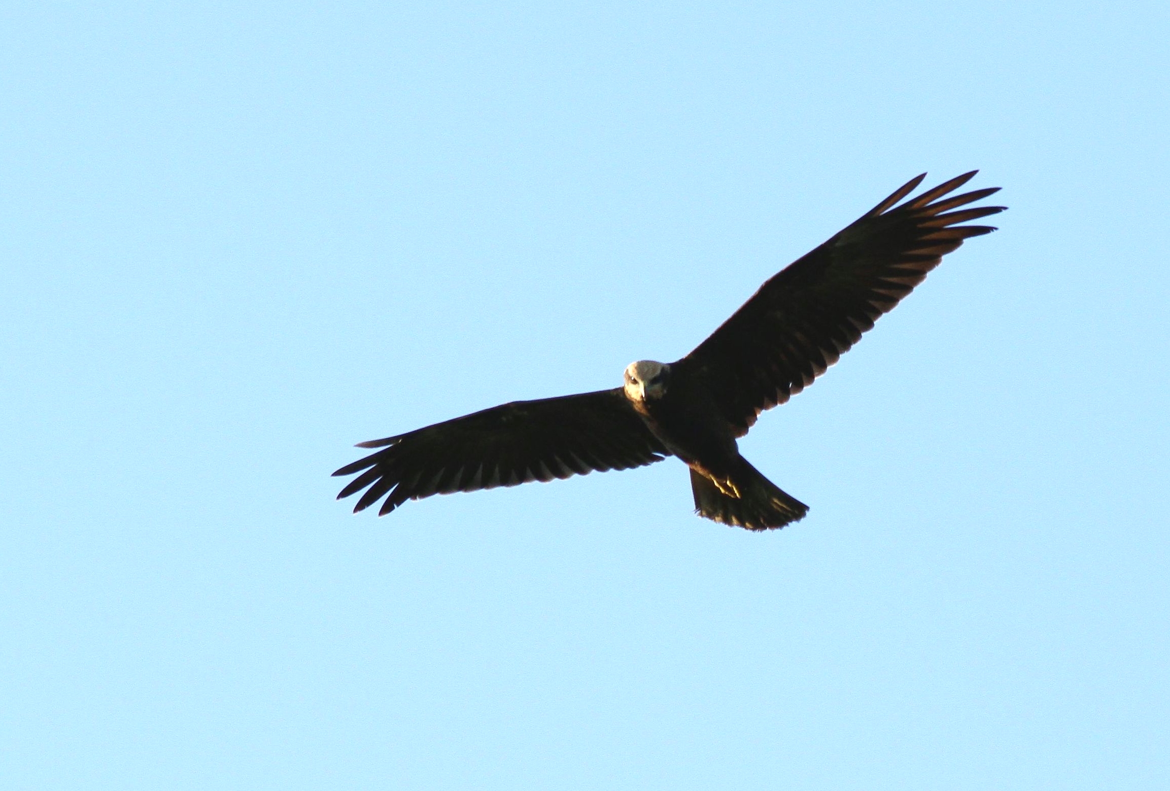 Falco di palude (fem.) di passagio in valle di Trigoria 