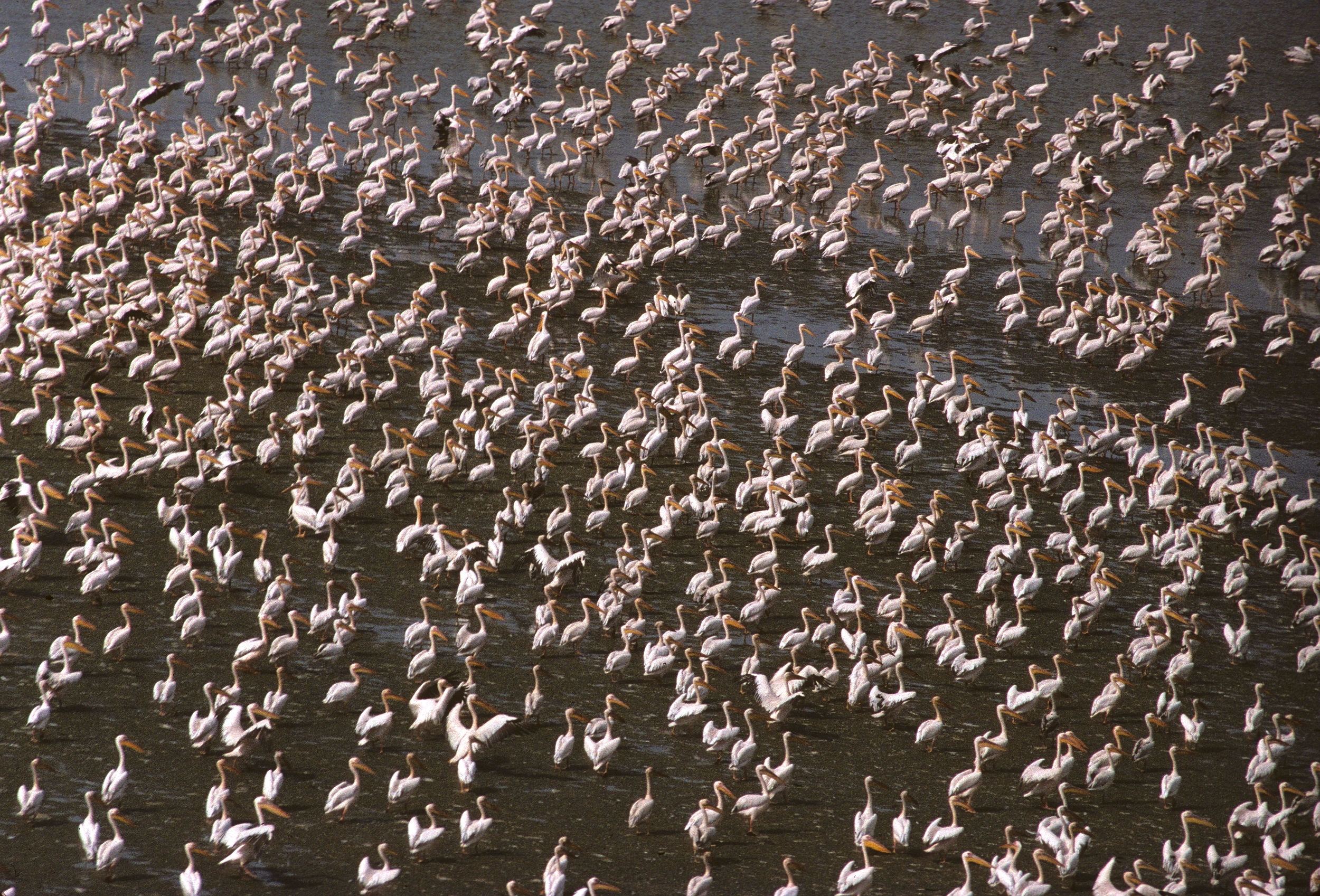 Pelicans blancs sur le Lac Tchad