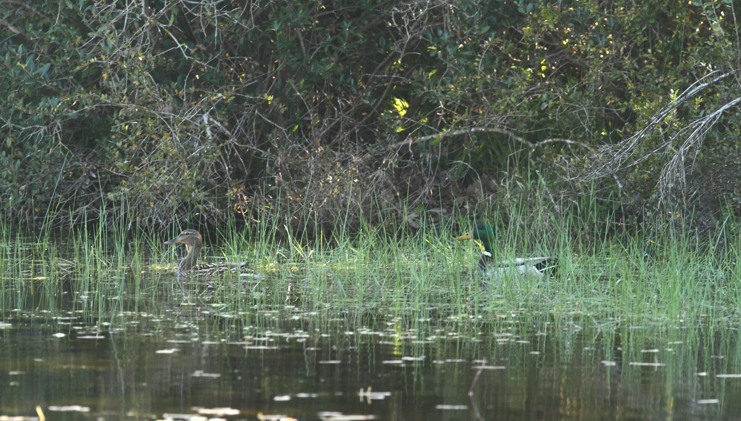 Coppia di Germani reale a la tersa piscina. 