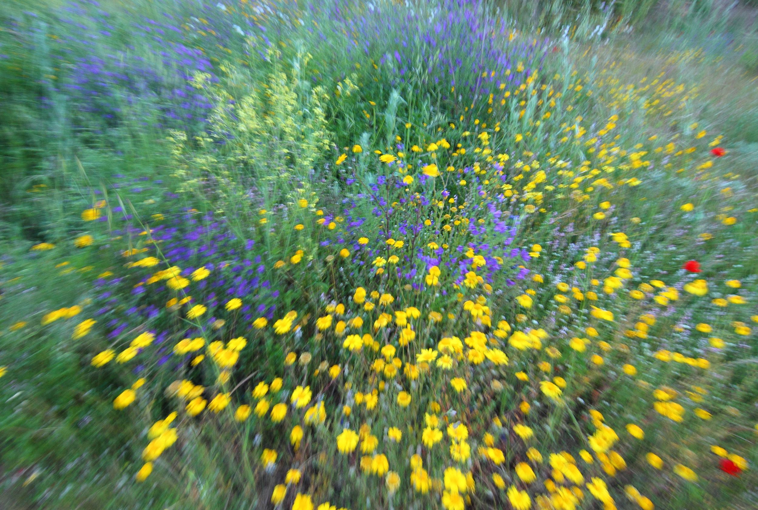  Primavera a la cava Nenni, 11/05/2014 