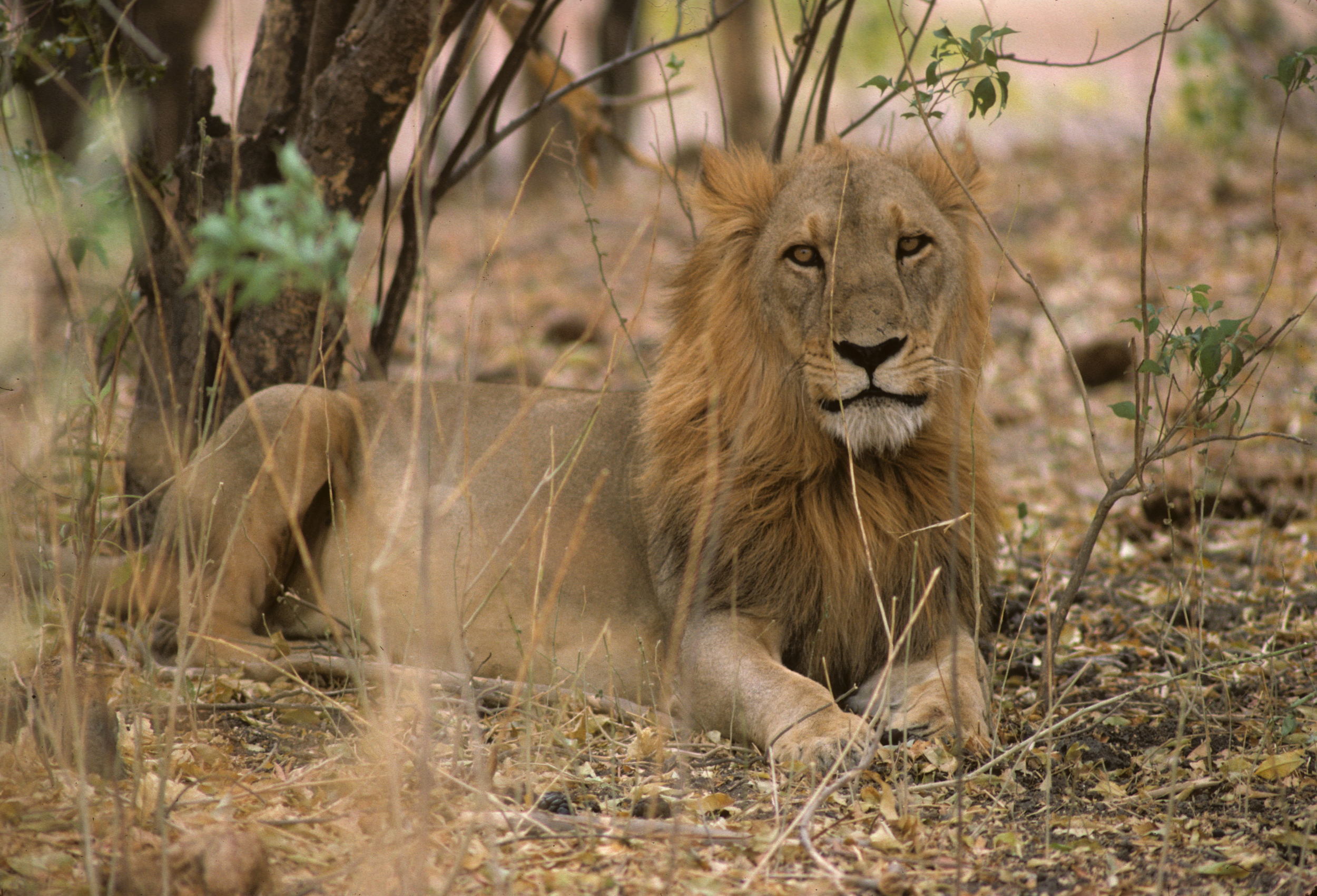 Lion du Sahel