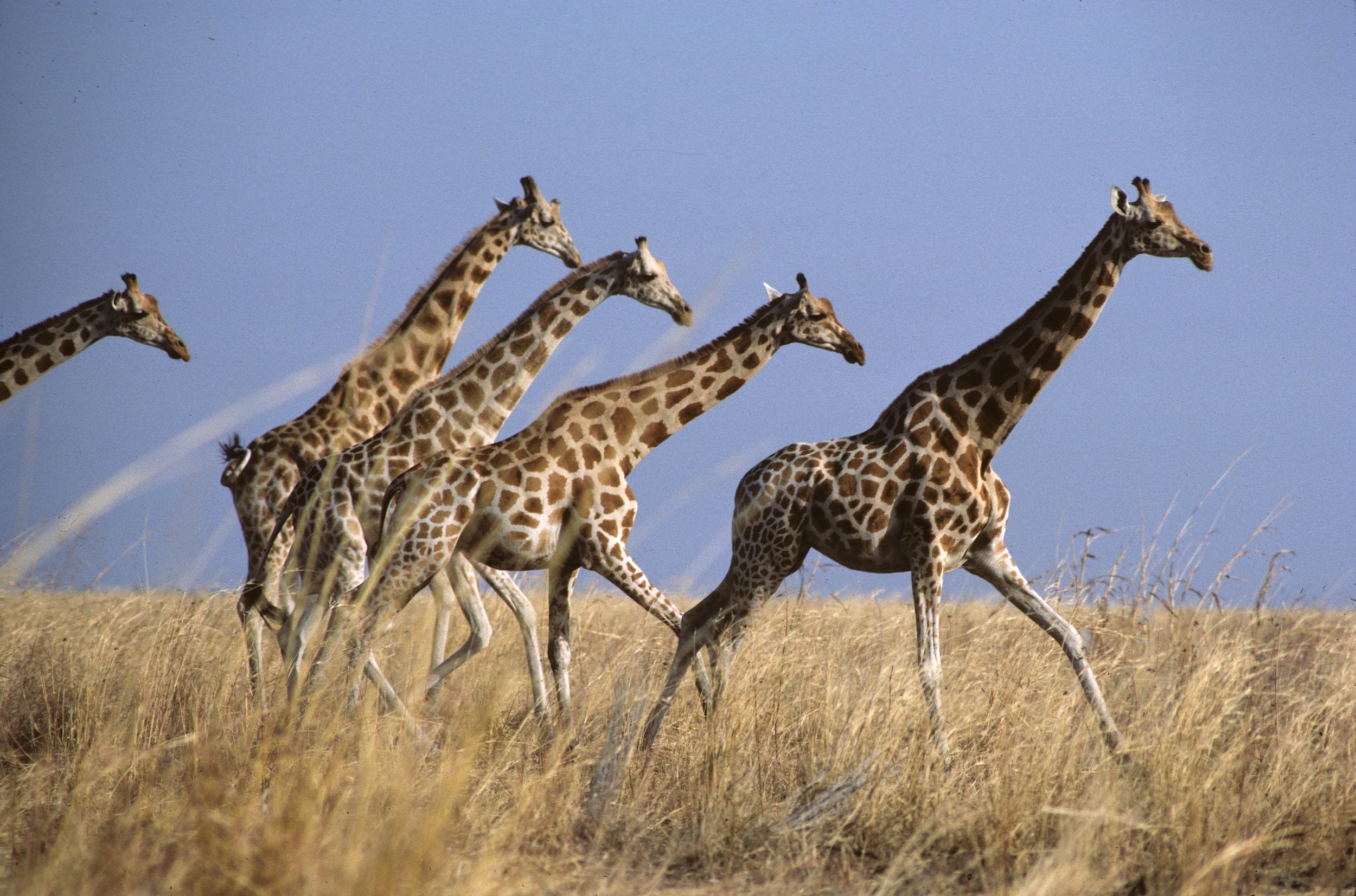 Giraffes dans les pailles de Waza