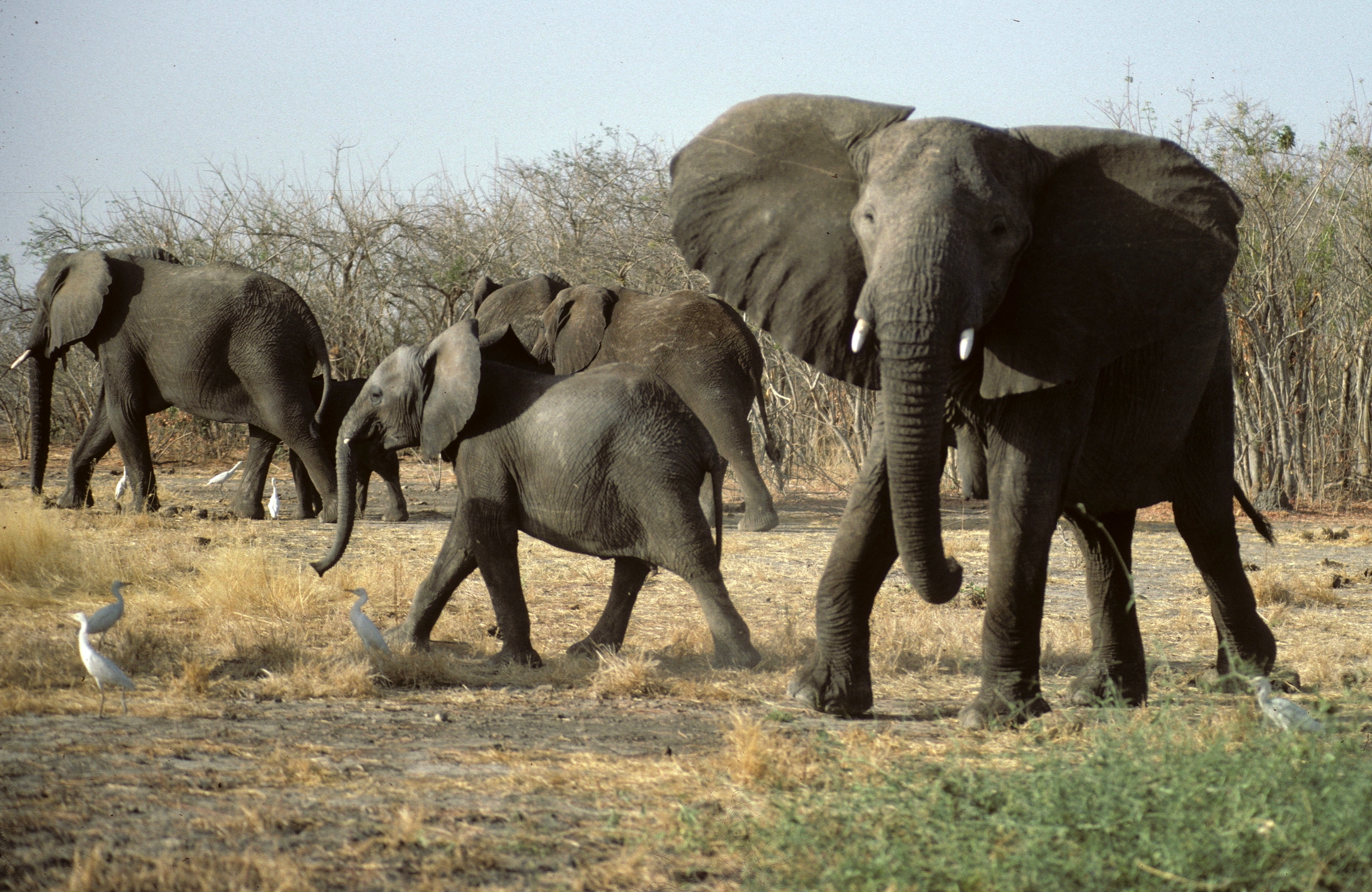Elephants de Waza