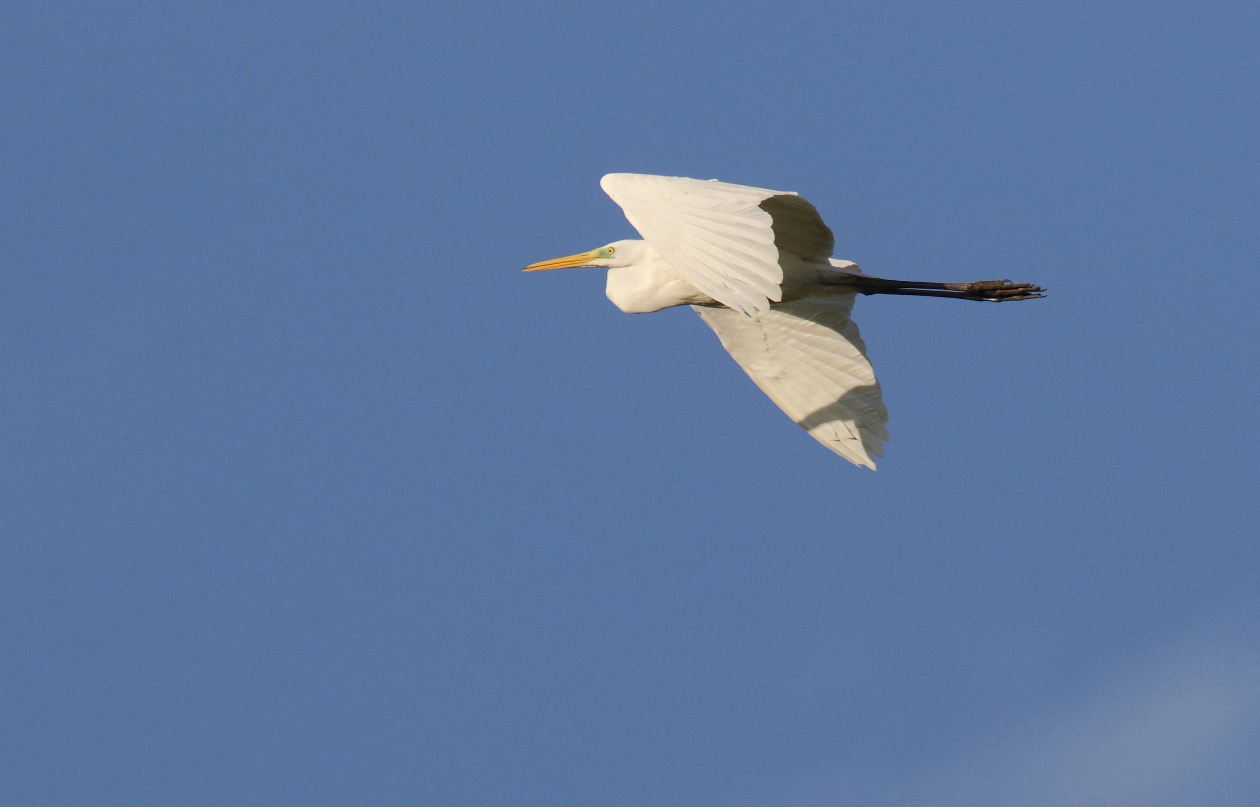 Airone bianco magiore sul Fosso di Malafede