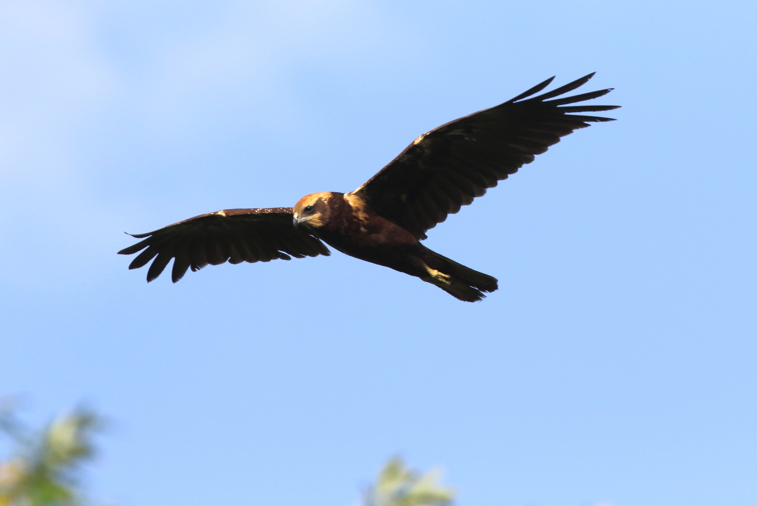 Falco di palude sul fosso di Malafede