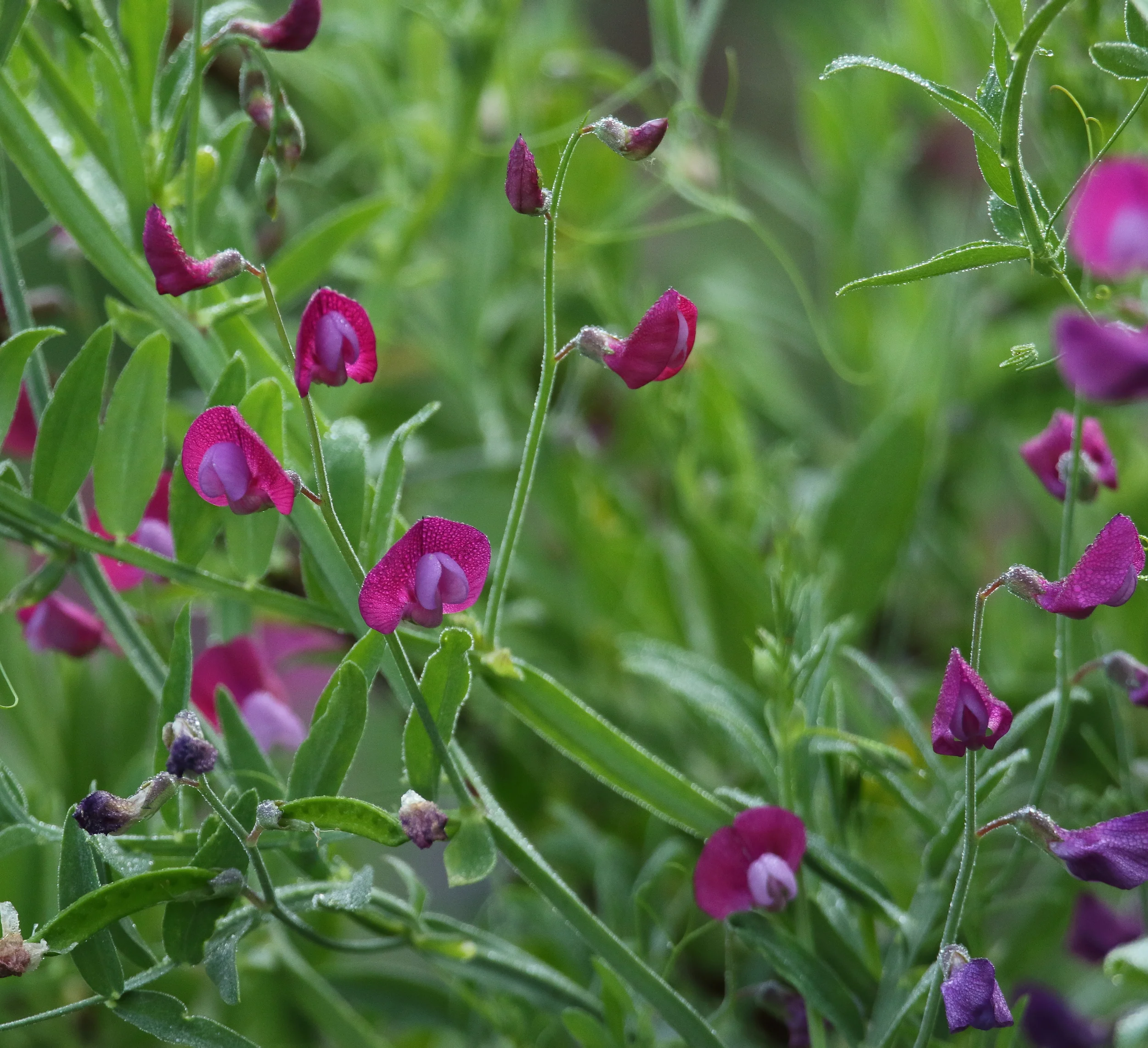 Selcetta2016AvrilTrigoria10 248.JPG