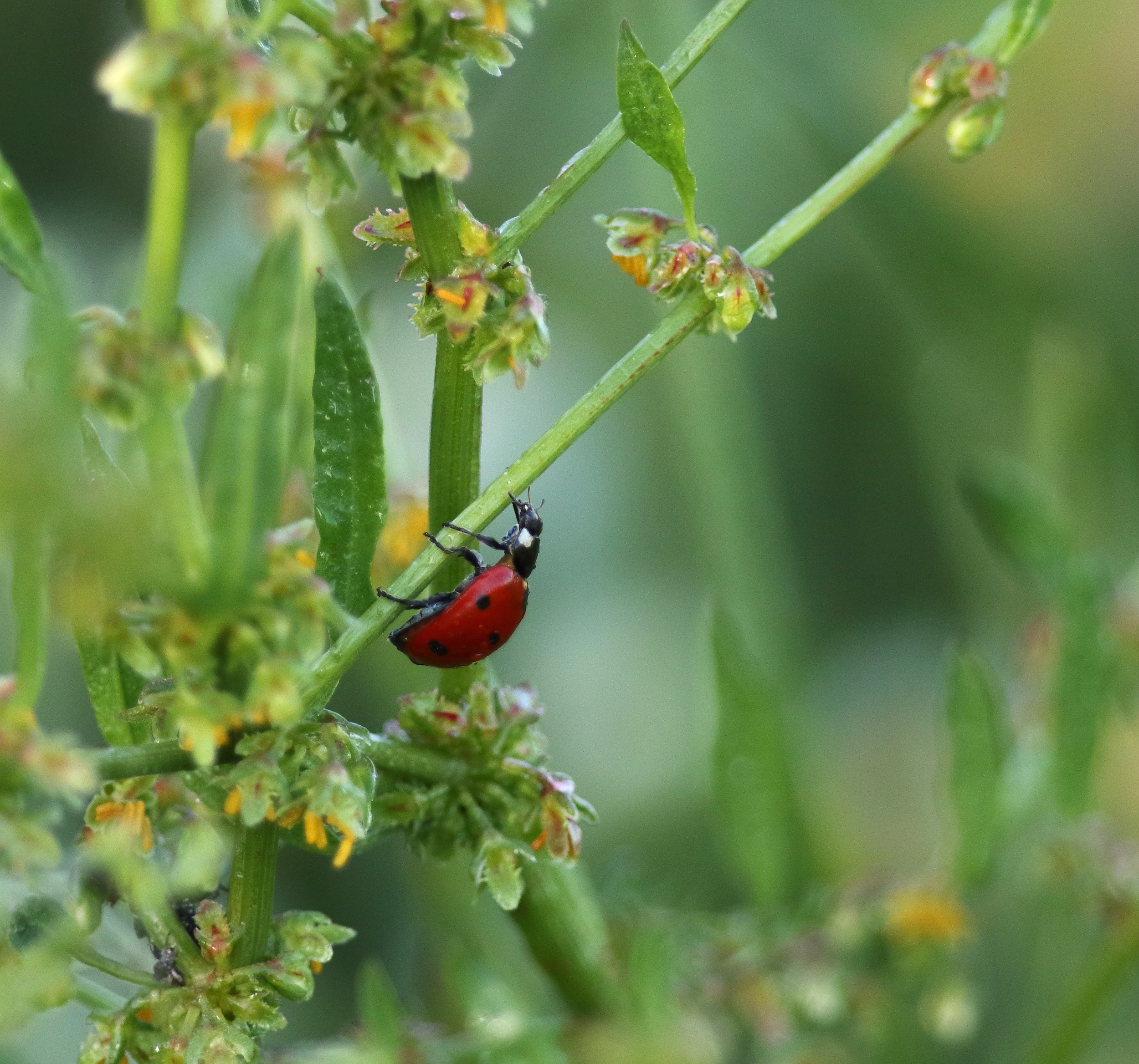 Coccinelle2016MaiTrigoria1 160.JPG