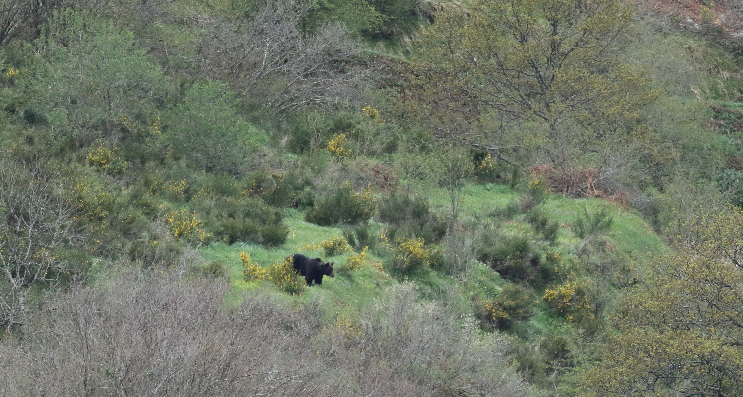 Un tres grand male, presque noir, est descend visiter les prairies a vache.