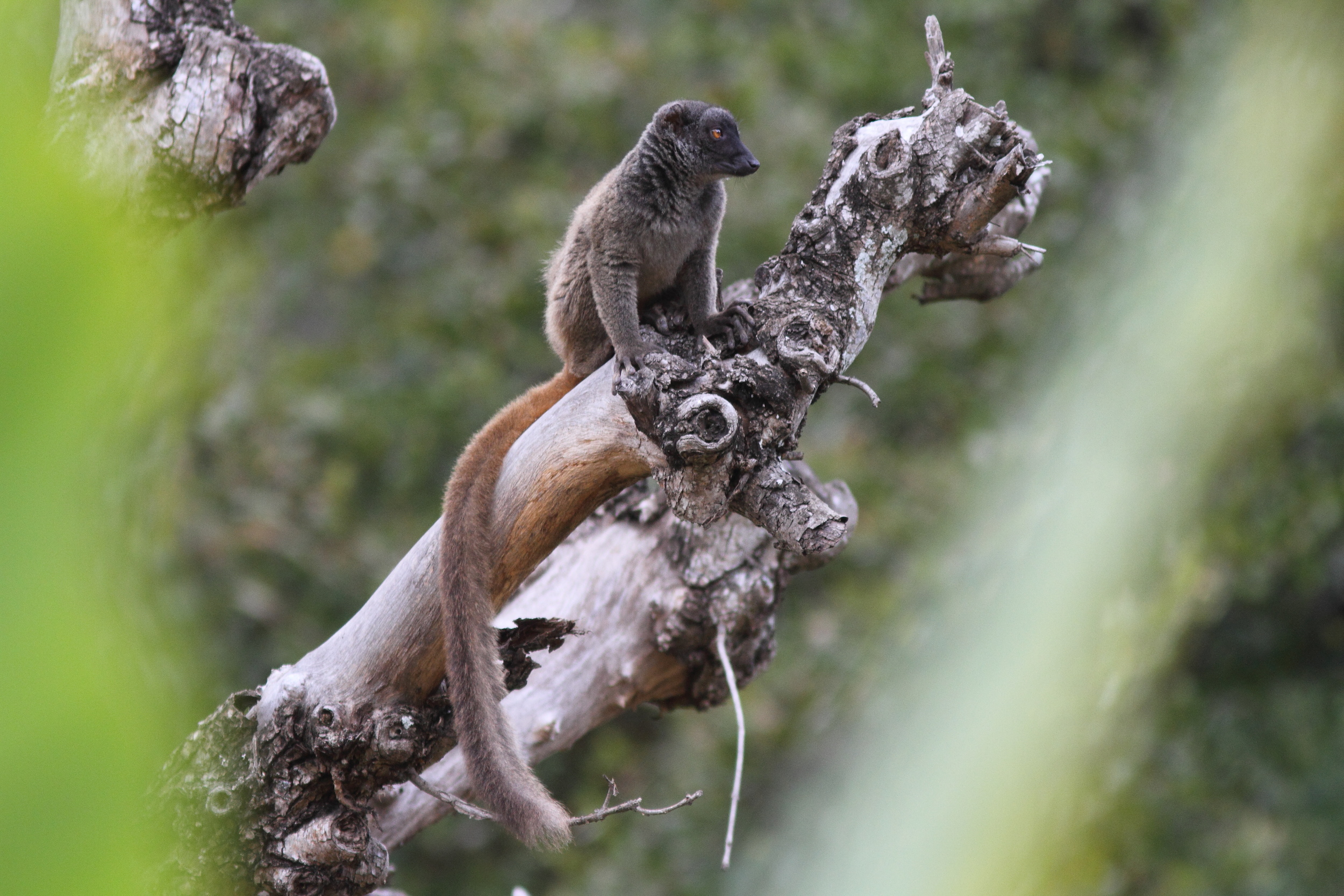 Lemur macaco a tete blanche (F.)