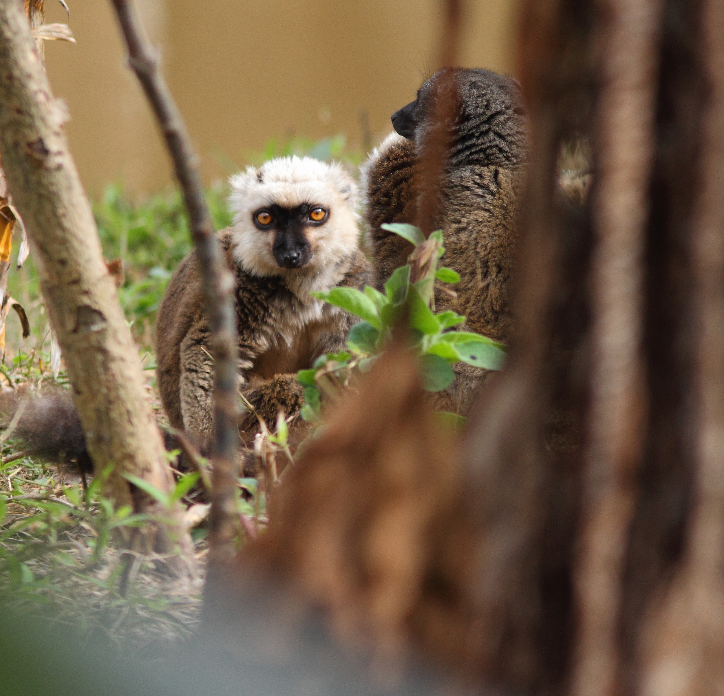 Lemur macaco a tete blanche (M)