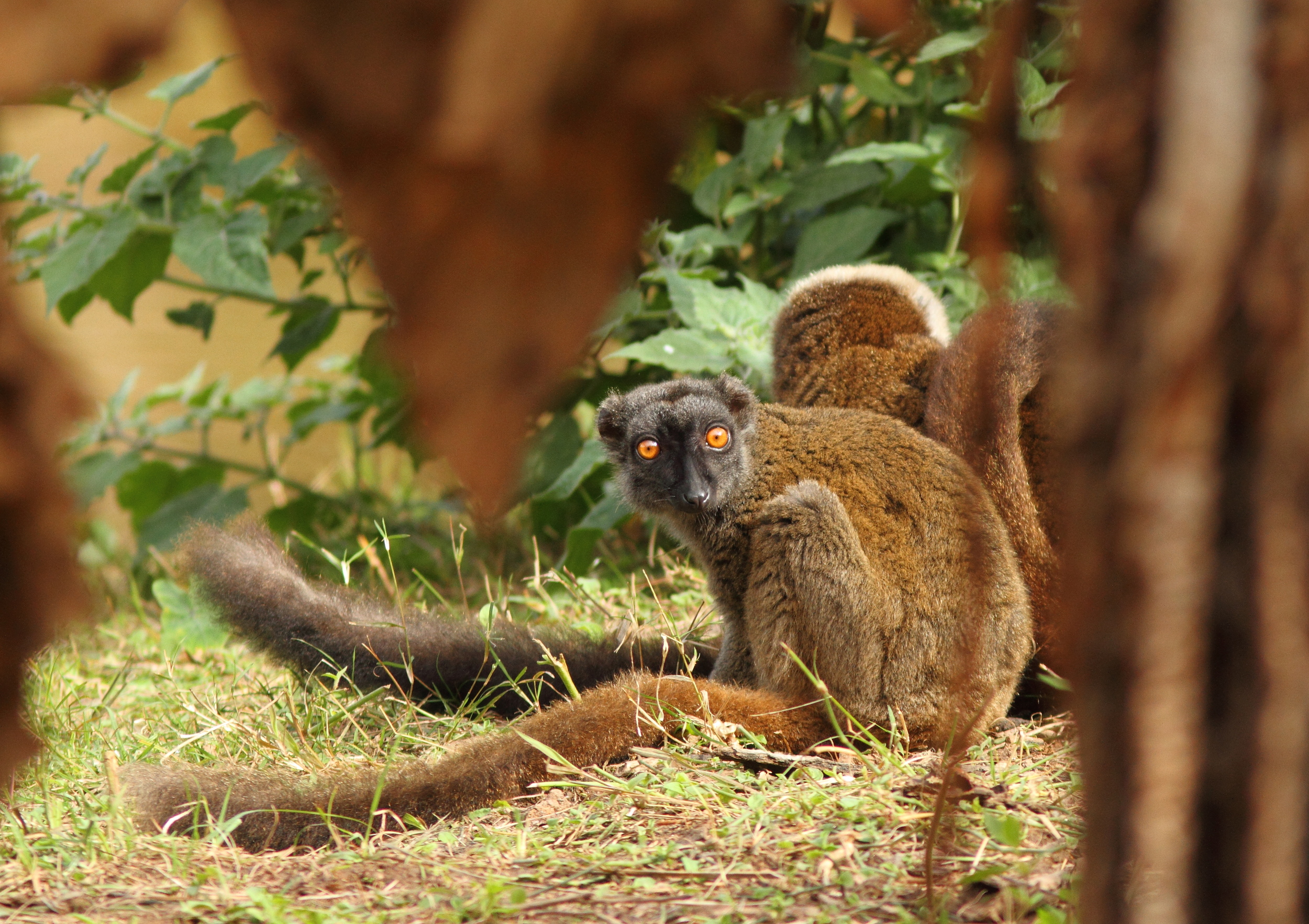Lemur macaco a tete blanche (F)