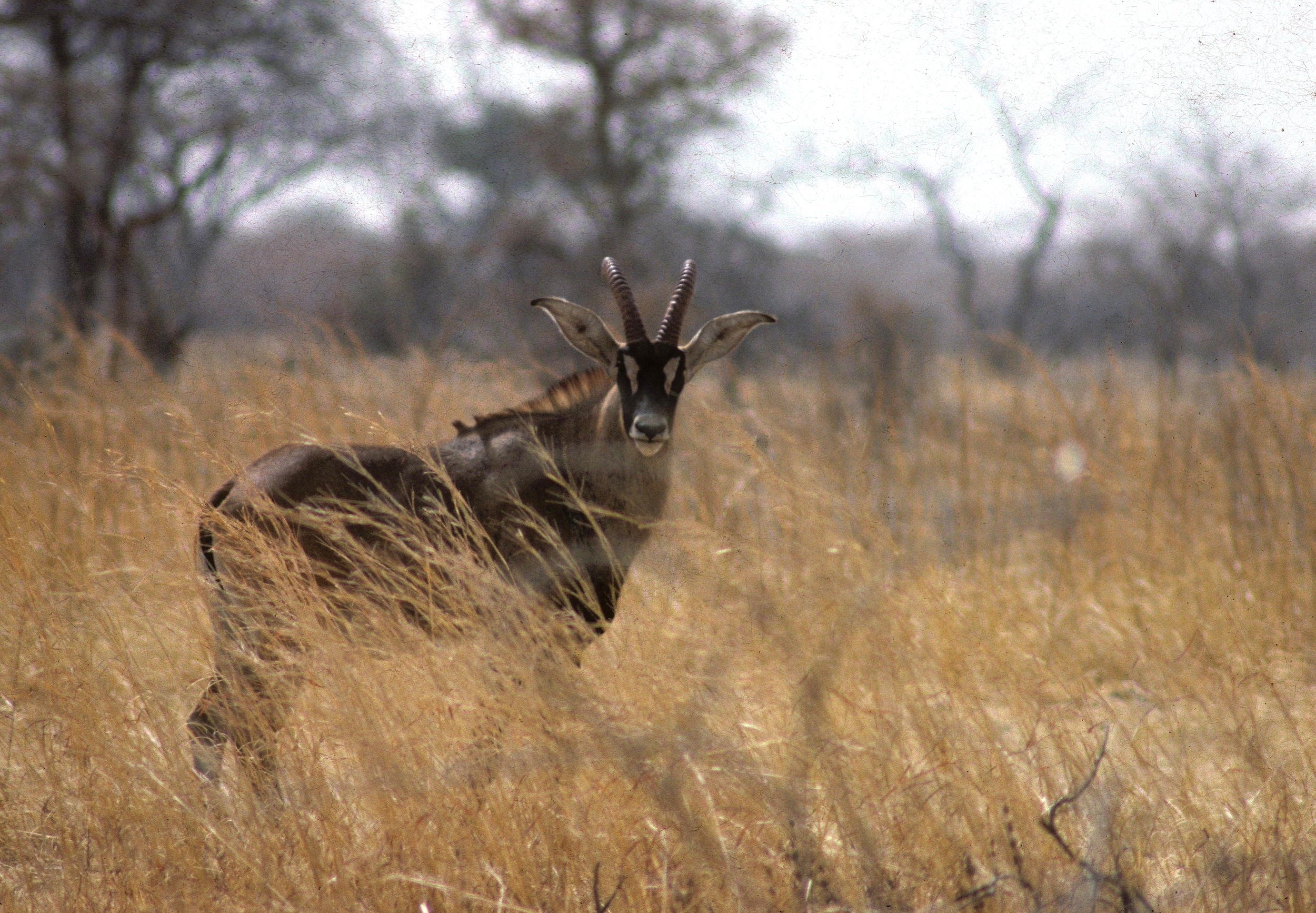Antilope rouane