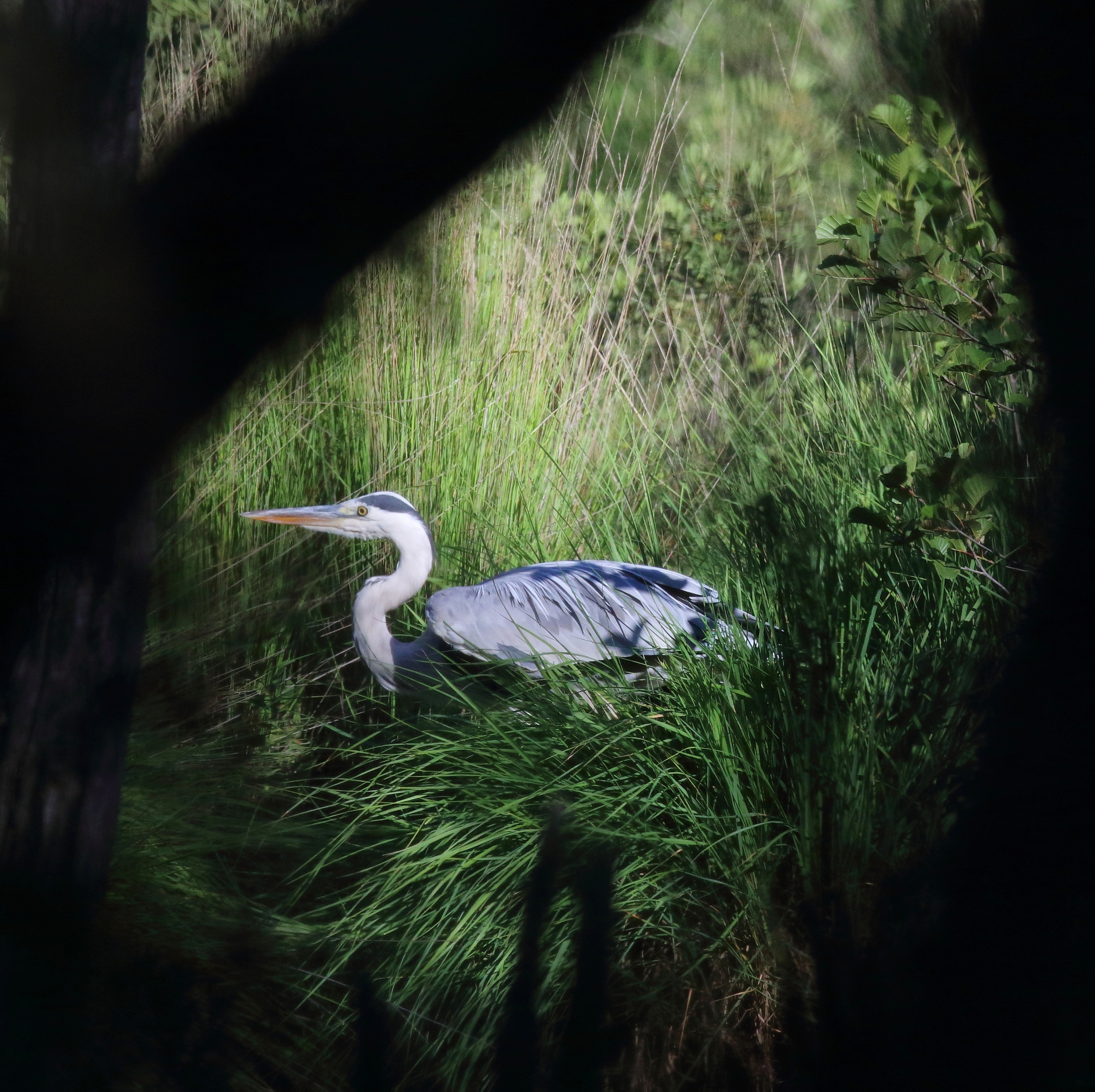 Heron cendre dans les lagunes de la Petite Leyre