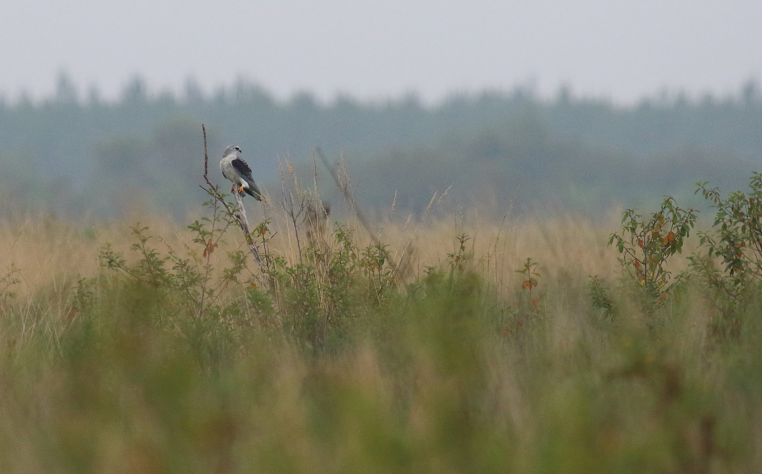 Oiseau rare! Elanion blanc avec sa proie dans la lande ouverte vers Trensacq 
