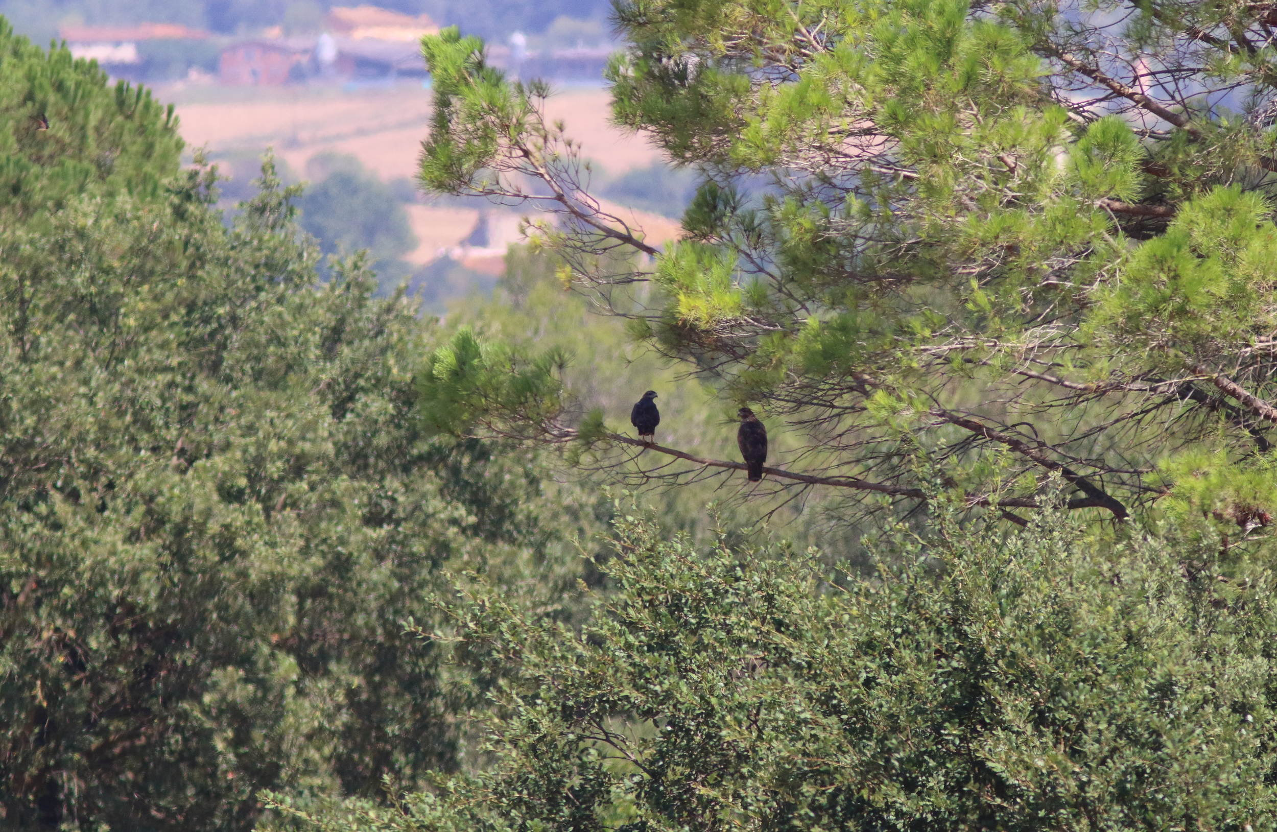 Buse variable