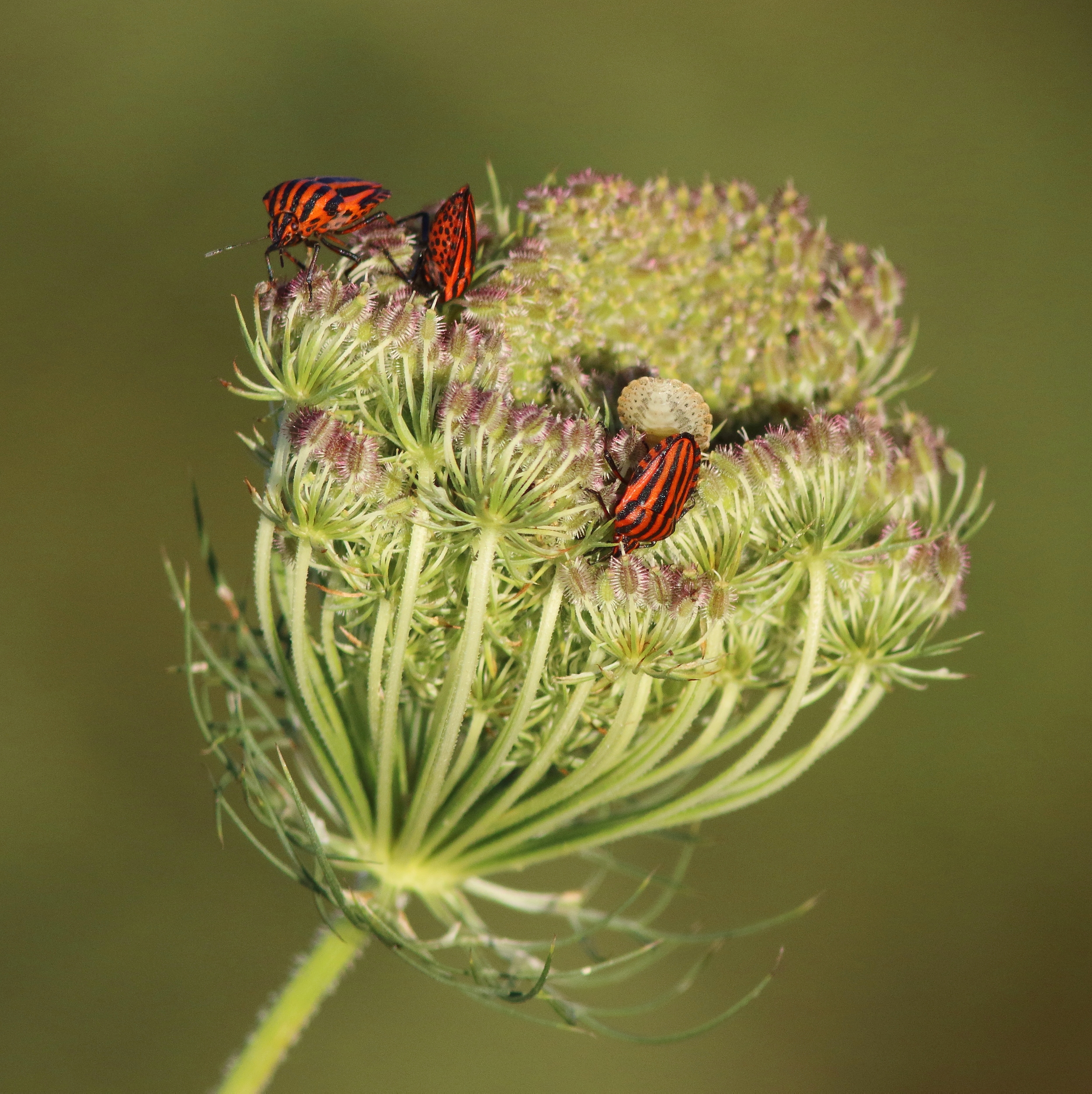 Graphosoma lineatum