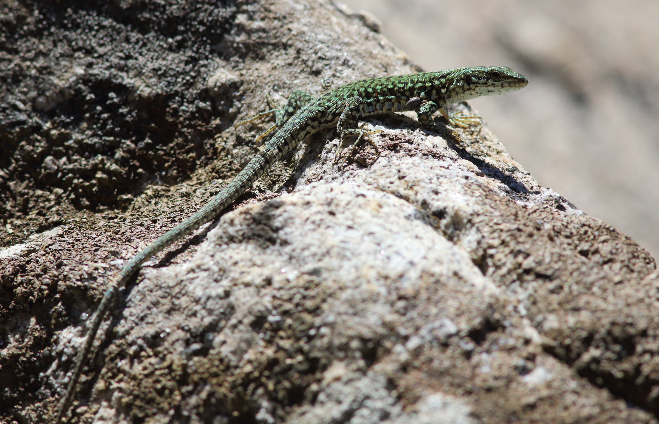 LezardElbe2016aoutElba1 1008.JPG