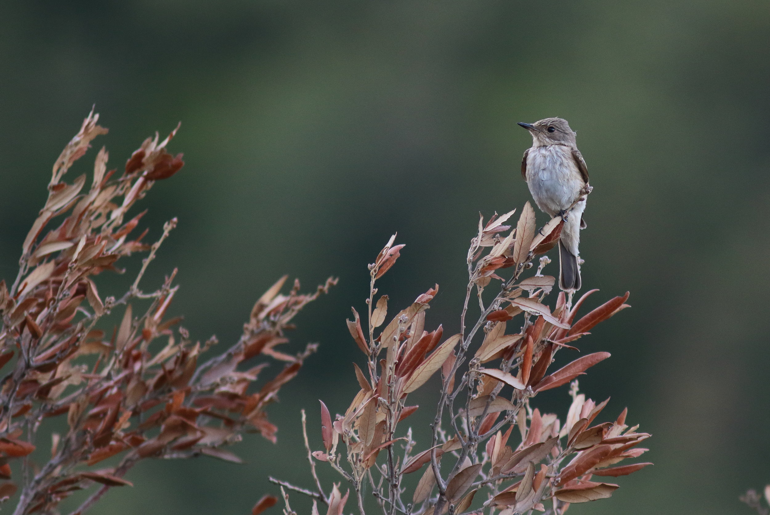 Gobe-mouche gris